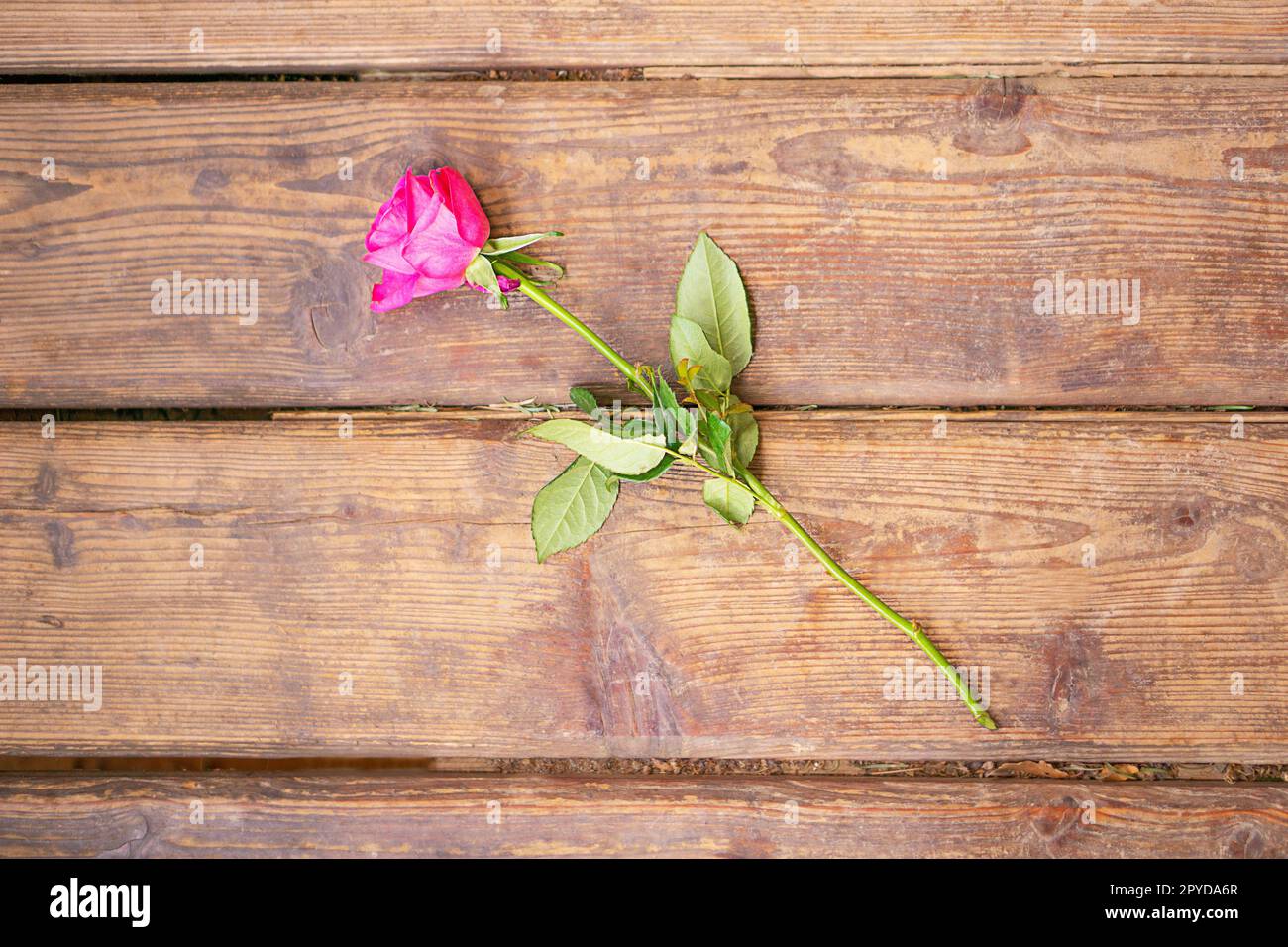 Fleur rose magenta romantique sur le vieux fond en bois brun. Vue de dessus avec espace de copie. Carte de voeux pour la fête des mères ou des femmes. Photo de haute qualité. Banque D'Images