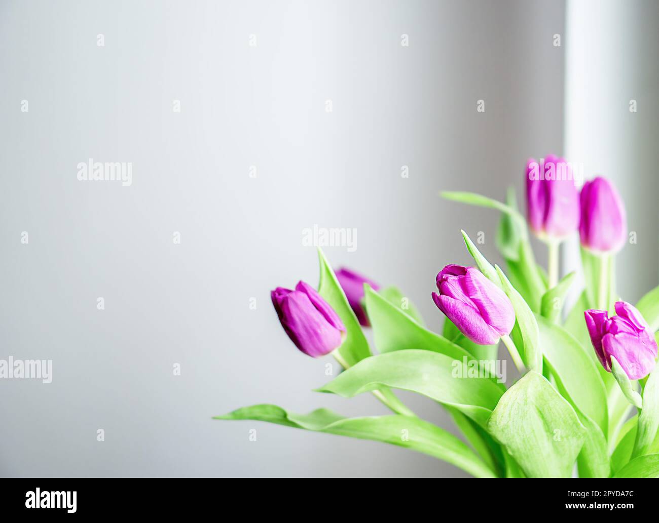 Beau bouquet frais avec tulipes magenta devant la fenêtre sur fond gris. Fleurs de printemps dans la lumière du matin à l'intérieur. Espace de copie. Photo de haute qualité. Banque D'Images