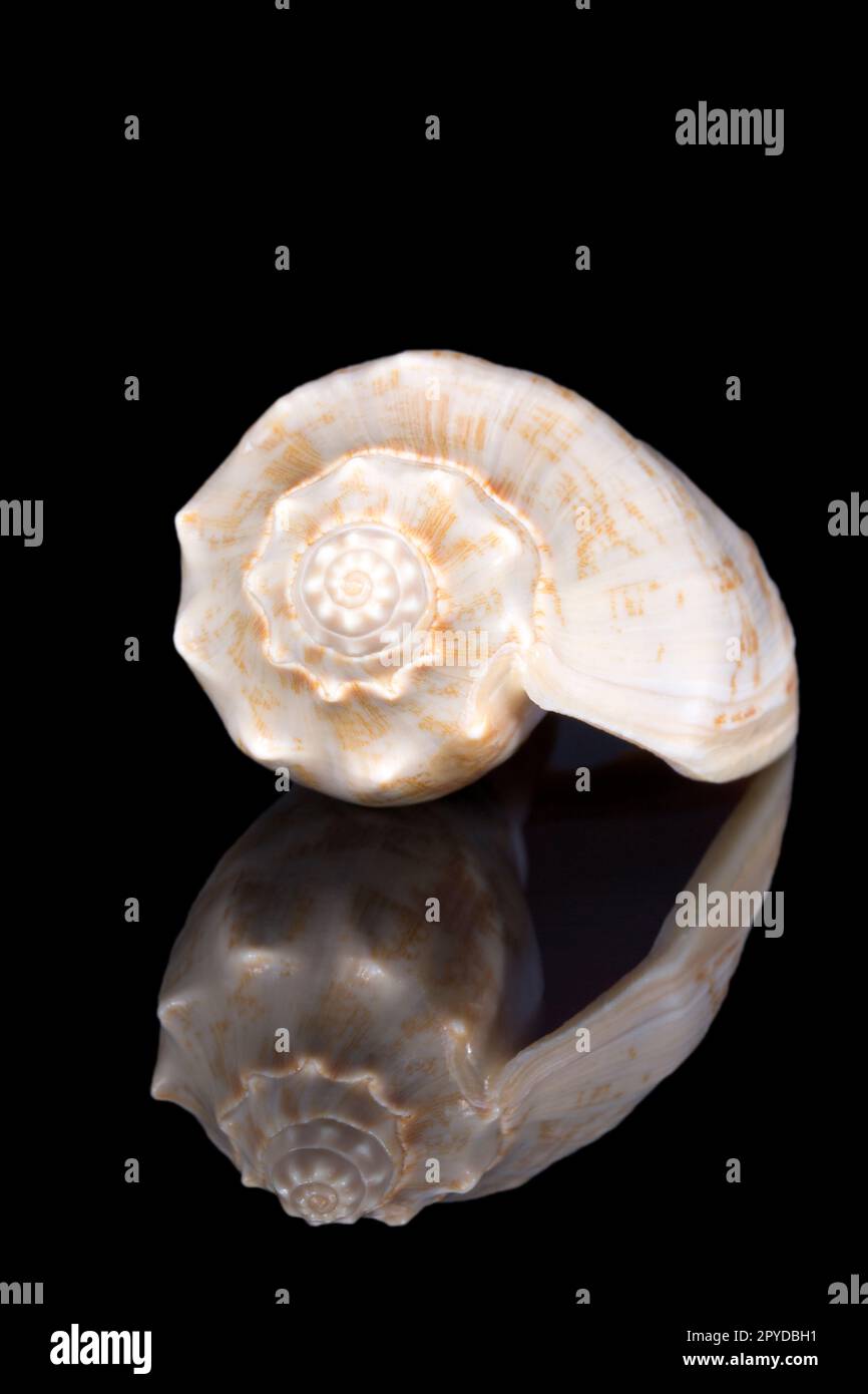 Coque unique d'escargot de mer isolée sur fond noir, reflet miroir Banque D'Images