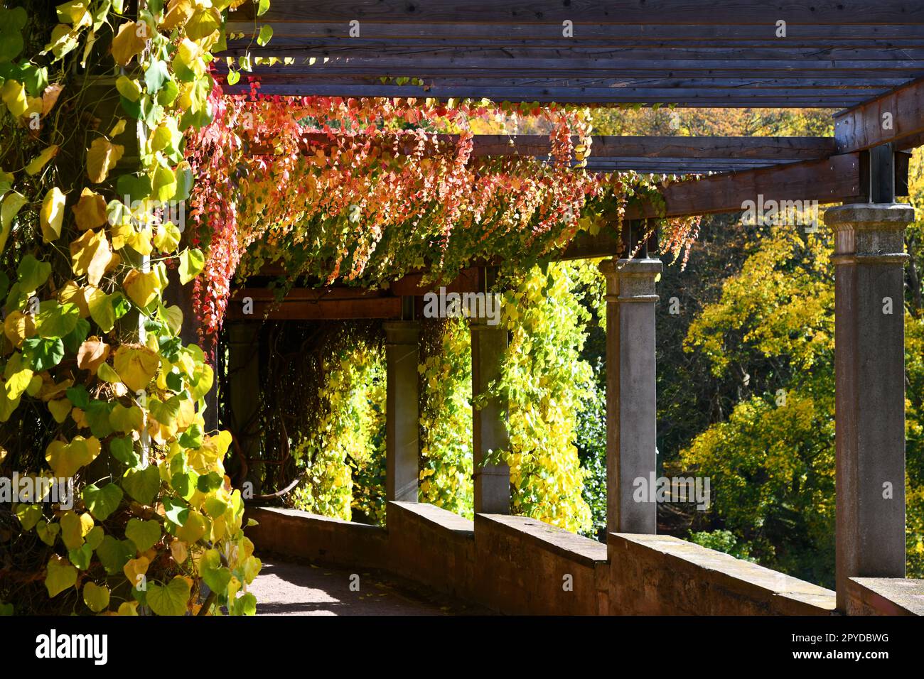 magnifique pergola avec plantes grimpantes d'automne Banque D'Images