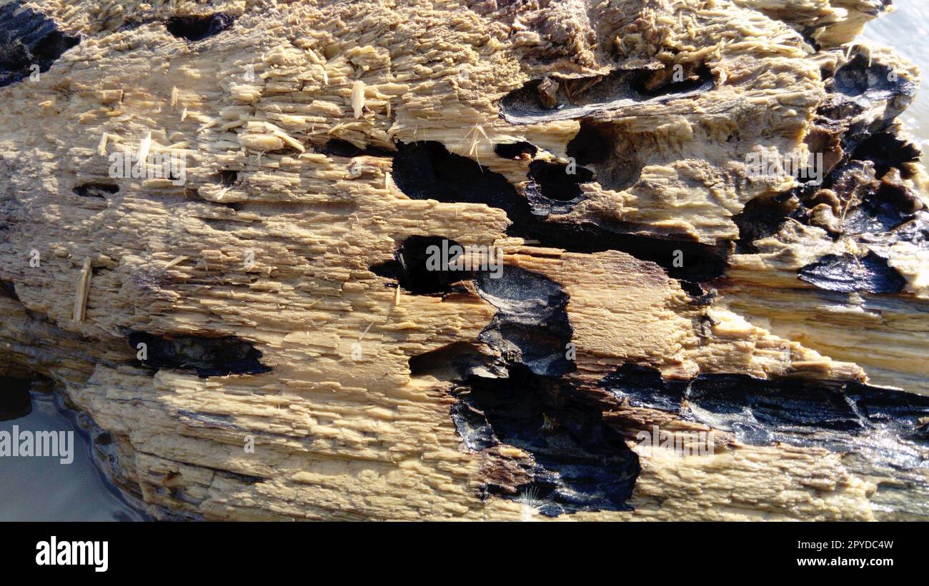 Gros plan sur le bois mouillé qui s'écroule. Une surface en bois qui est dans l'eau pendant une longue période. Le solde ligneux flottait en aval Banque D'Images