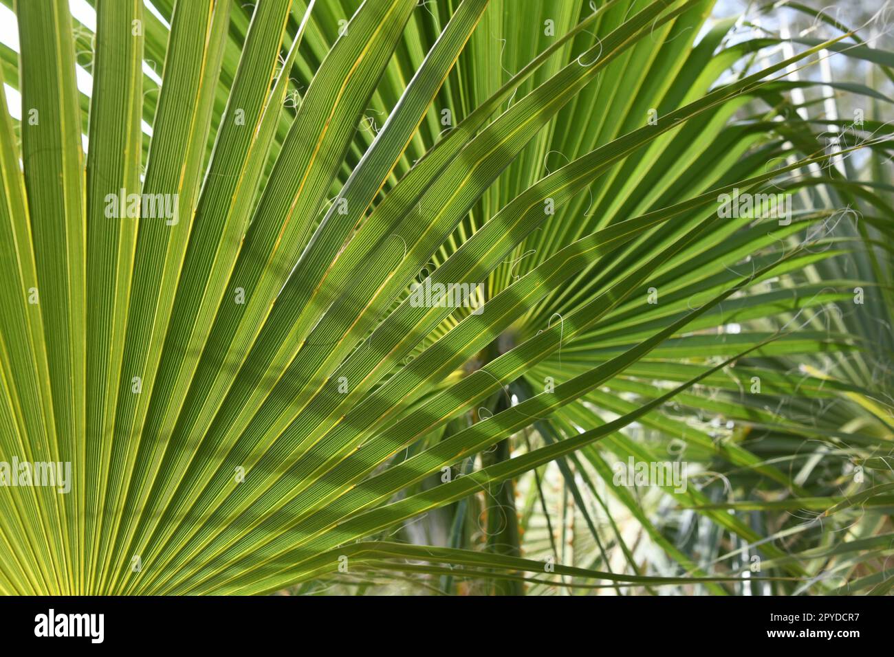 Feuilles de palmier vertes dans la province d'Alicante, Costa Blanca, Espagne Banque D'Images