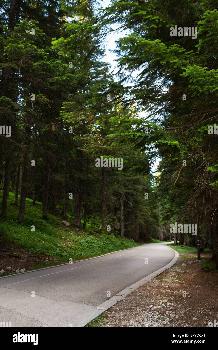 Très belle route dans la forêt. Forêt dense dans le parc national de Durmitor, Monténégro. Banque D'Images