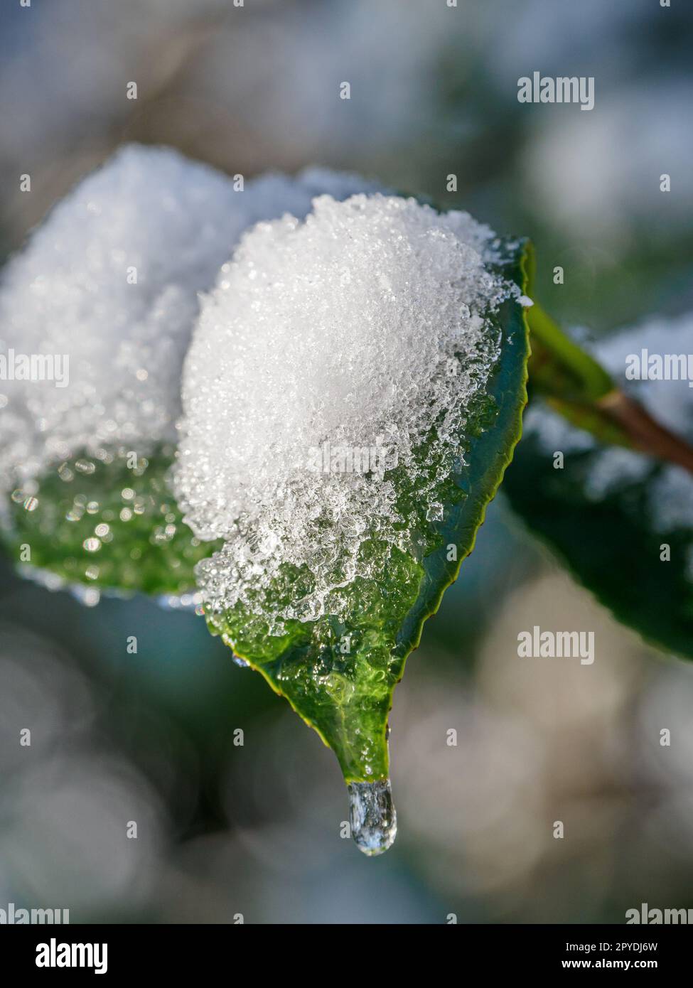 tiime d'hiver dans un jardin allemand Banque D'Images
