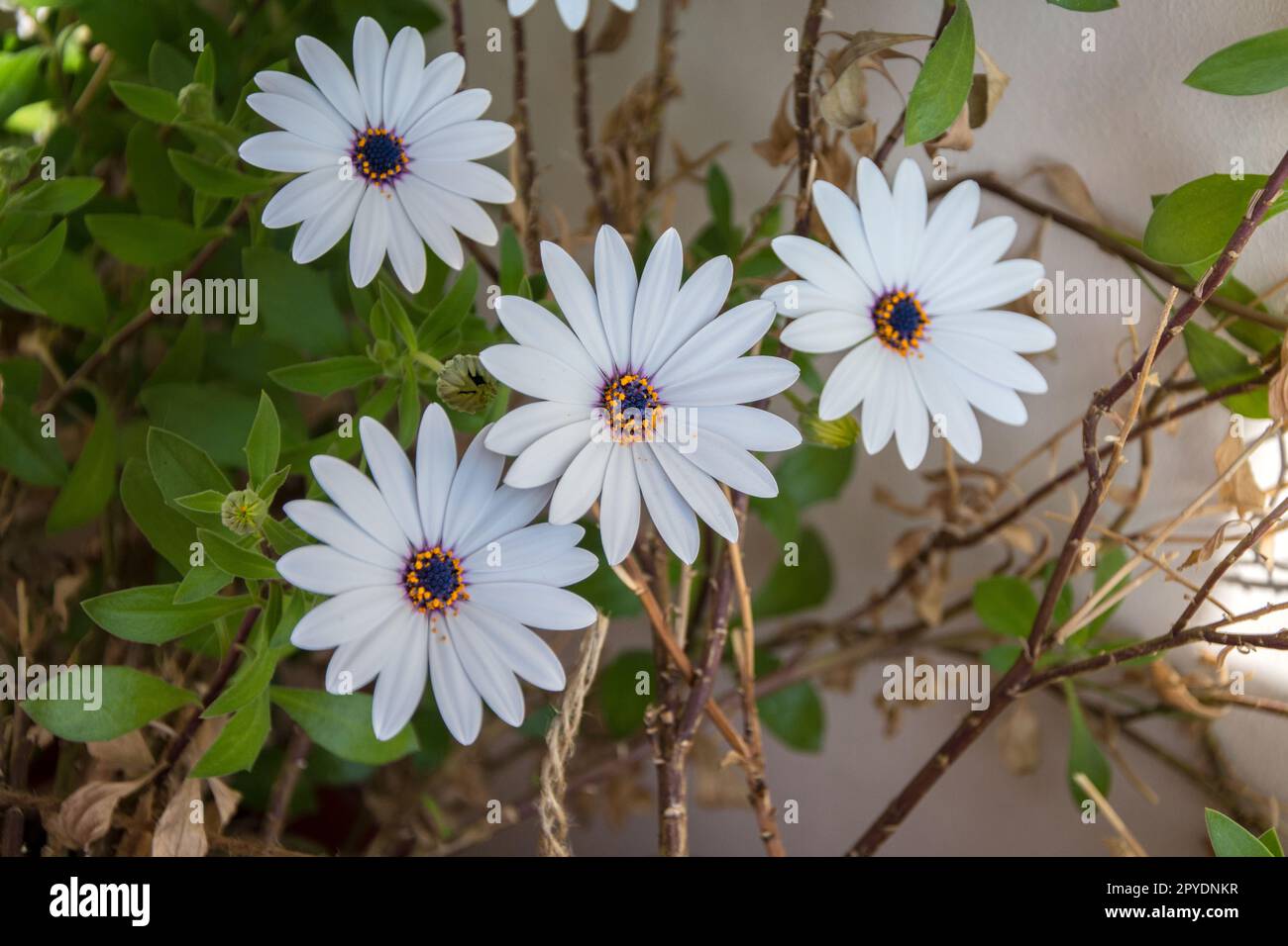 Gros plan de quatre grandes fleurs blanches de la rivière Van Staden Daisy (Osteospermum ecklonis). Image horizontale avec mise au point sélective et arrière-plan flou Banque D'Images