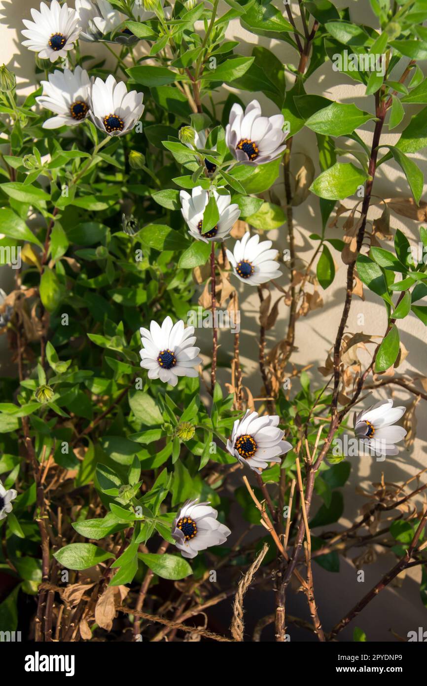 Un petit Bush de Marguerite africaine avec de jolies fleurs blanches en lumière vive un jour ensoleillé au printemps. Image verticale avec mise au point sélective Banque D'Images