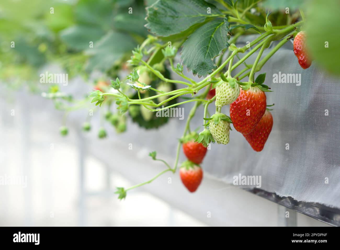 Gros plan de la plantation de fraises japonaises dans le bac à semences Agriculture moderne méthode de croissance ferme intérieure. Banque D'Images