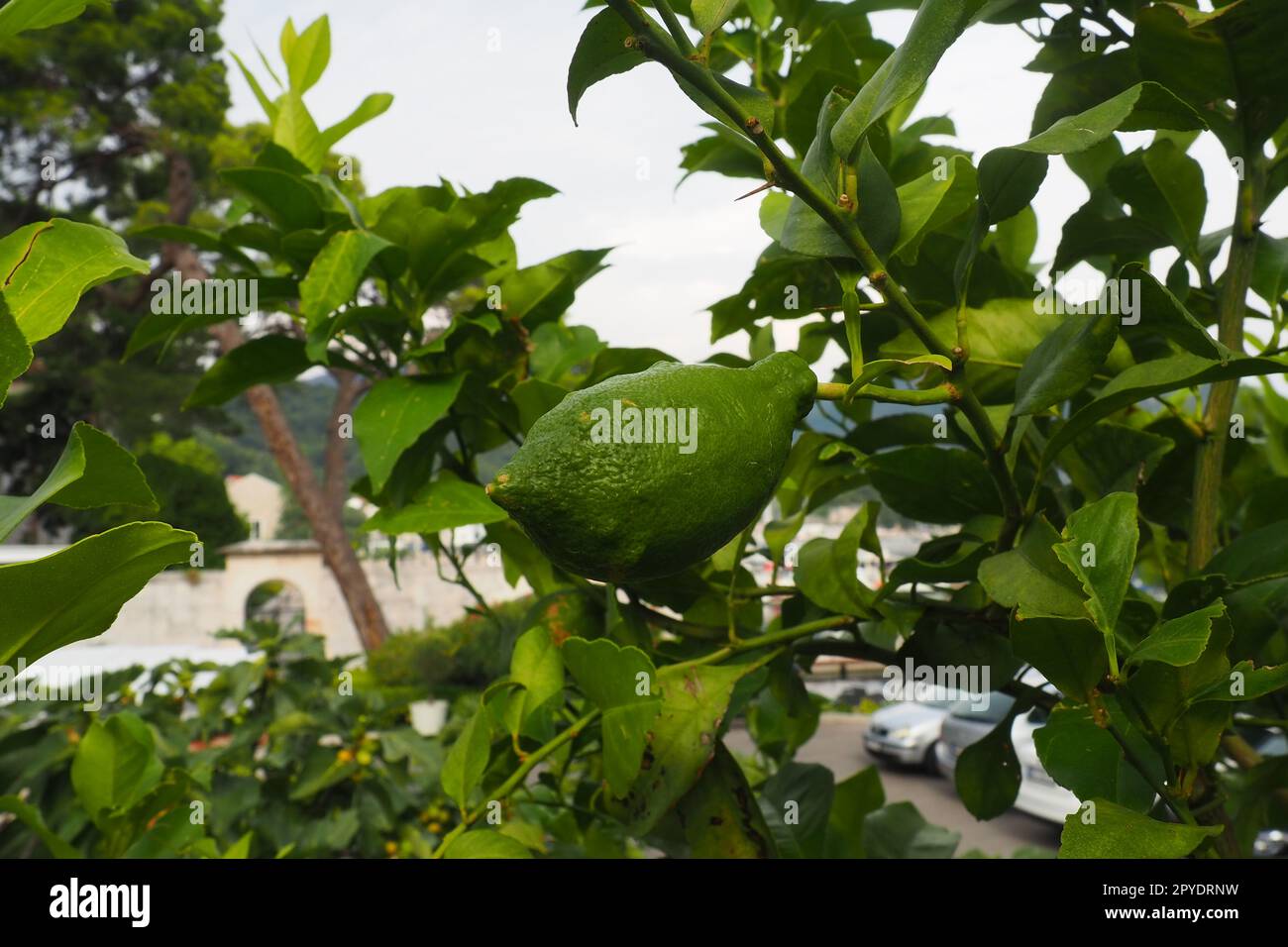 Citrons oblongs verts non mûrs sur une branche d'un citronnier dans un jardin au Monténégro. La récolte mûrissante du verger. Agriculture et production de légumes et de fruits. Produits biologiques. Banque D'Images