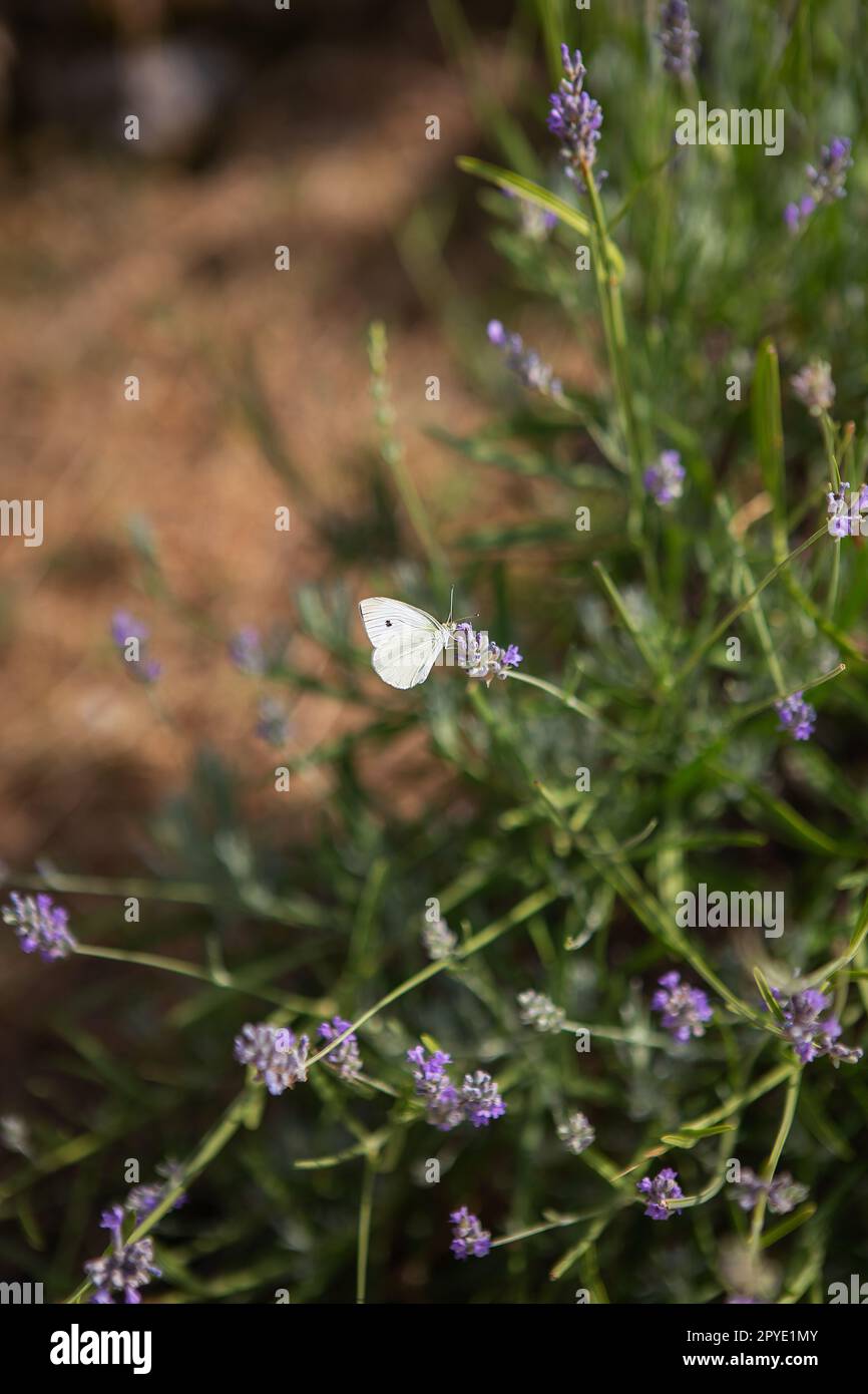Champ de fleurs de lavande, un petit papillon blanc est assis sur une fleur violette. Banque D'Images