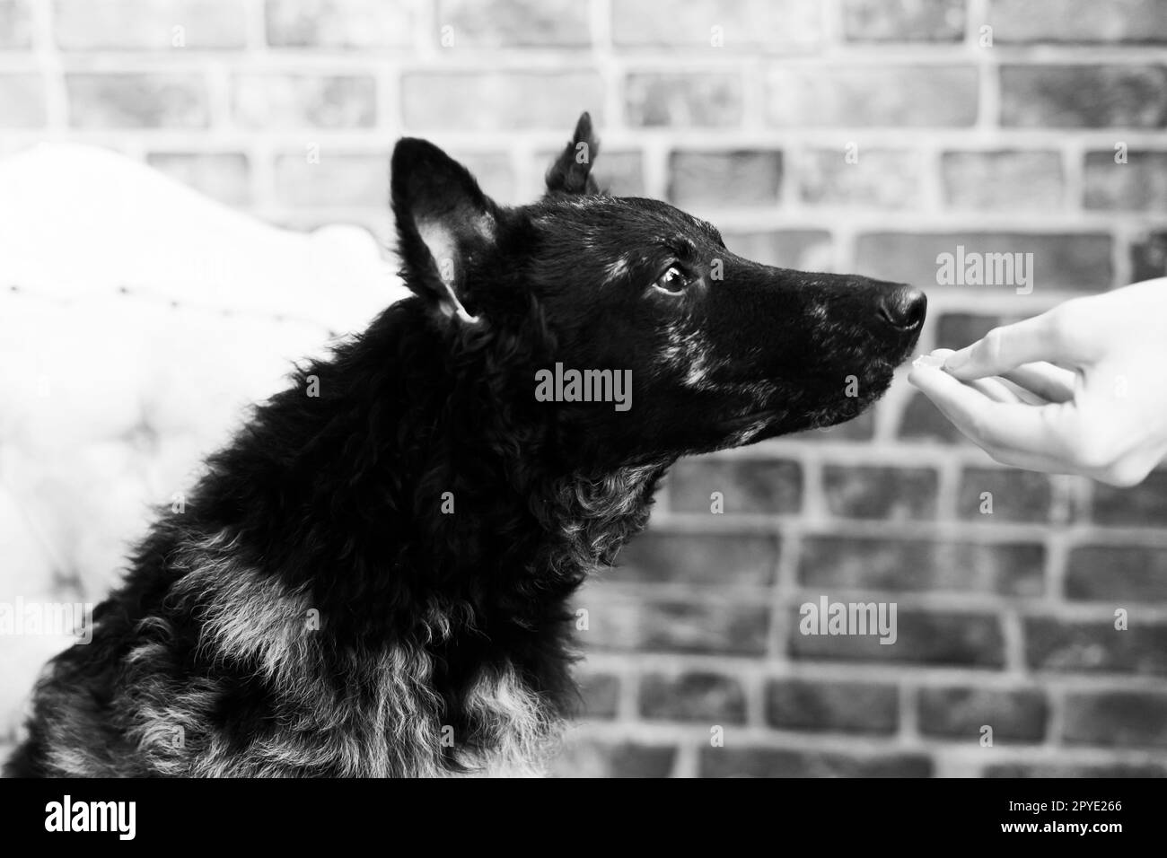 Femme nourrissant un chien mudi en studio ou à la maison, en gros plan Banque D'Images