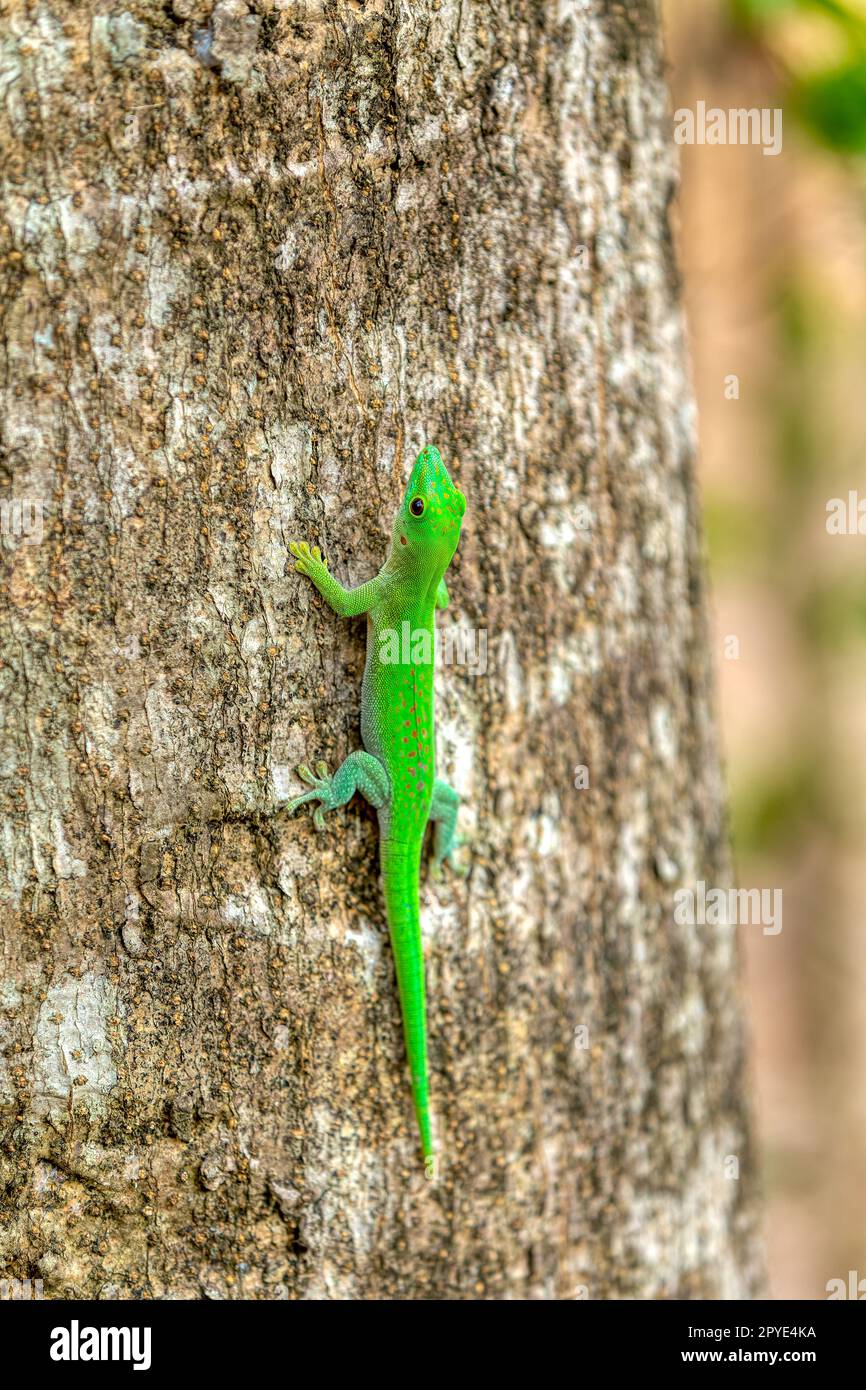 Journée de Koch Gecko, Phelsuma kochi, Parc national d'Ankarafantsika faune et flore de Madagascar Banque D'Images