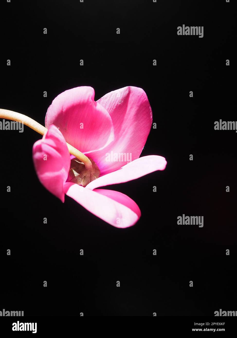 Cyclamen, ou violet alpin, est un genre de plantes de la sous-famille des Myrsinoideae de la famille des Primulaceae. Cyclamen rose sur fond noir. Espace de copie. Carte postale, invitation ou félicitations. Banque D'Images