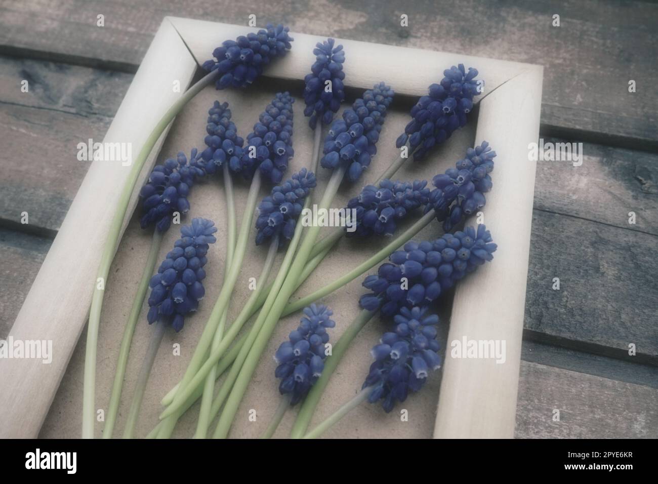 Fleurs printanières bleues sur un cadre photo en bois. Muscari armeniacum sur un fond en bois. Carte postale lumineuse, félicitations. Copier l'espace nature morte à plat. Style rétro vintage. Jacinthe de raisin arménien. Banque D'Images