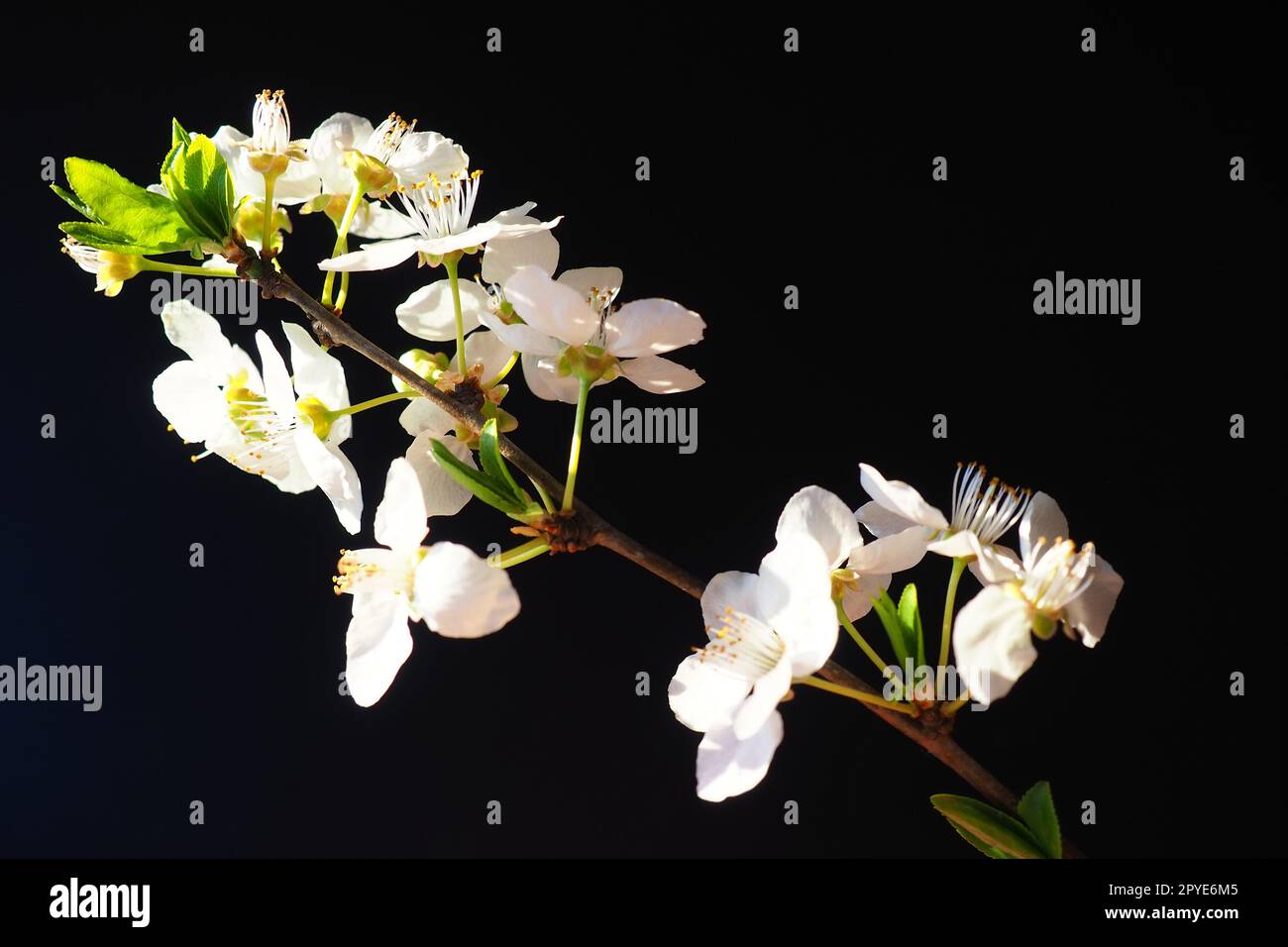 Cerise d'oiseau ou fleurs de cerise sur un fond noir. Gros plan d'une belle branche avec des fleurs blanches. Bouquet de printemps lumineux. Prunus padus, connu sous le nom de cerisier d'oiseau, hackberry, hagberry ou arbre Mayday Banque D'Images