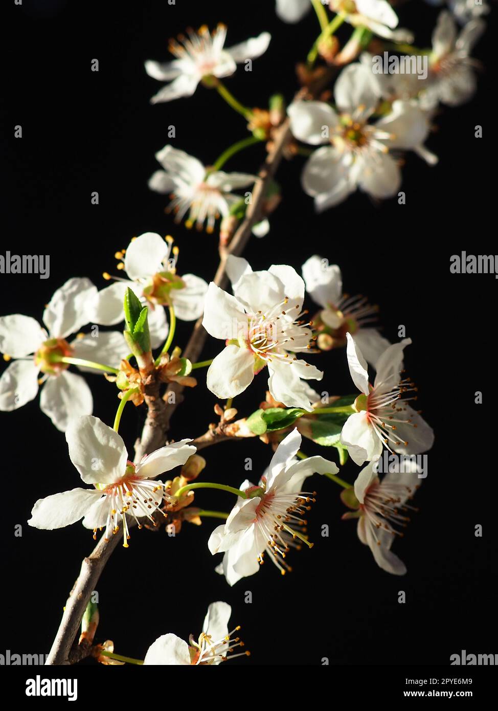 Cerise d'oiseau ou fleurs de cerise sur un fond noir. Gros plan d'une belle branche avec des fleurs blanches. Bouquet de printemps lumineux. Prunus padus, connu sous le nom de cerisier d'oiseau, hackberry, hagberry ou arbre Mayday Banque D'Images