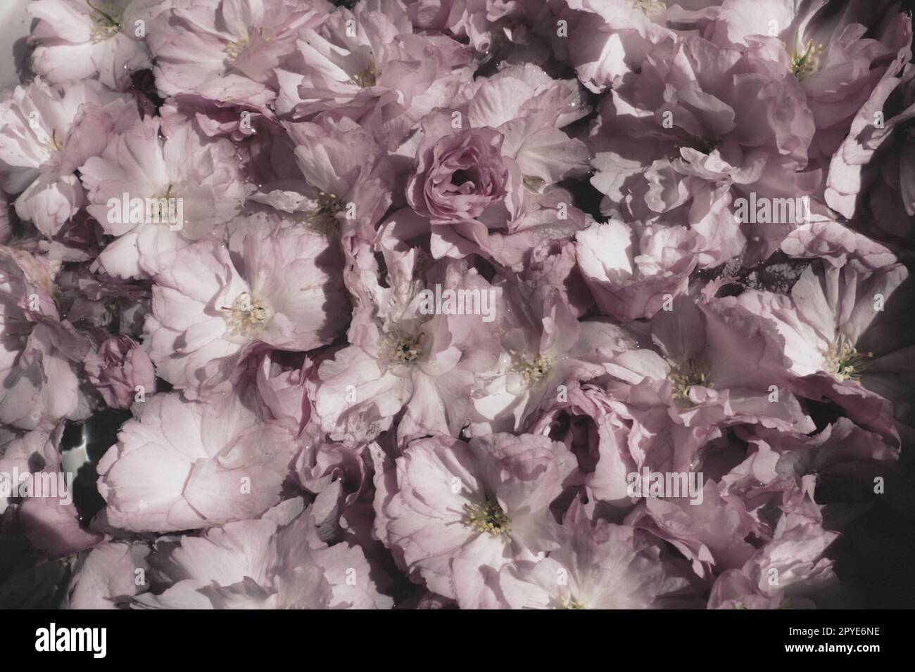Fond de sakura cerise de fleurs roses. Mur de fleurs. Mise au point sélective douce. Carte postale de vacances. Pétales roses et étamines jaunes. Beau fond. Art pétal Fleur de cerisier printanière. Prunus serrulata. Banque D'Images Fond de sakura cerise de fleurs roses. Mur de fleurs. Mise au point sélective douce. Carte postale de vacances. Pétales roses et étamines jaunes. Beau fond. Art pétal Fleur de cerisier printanière. Prunus serrulata. Banque D'Images