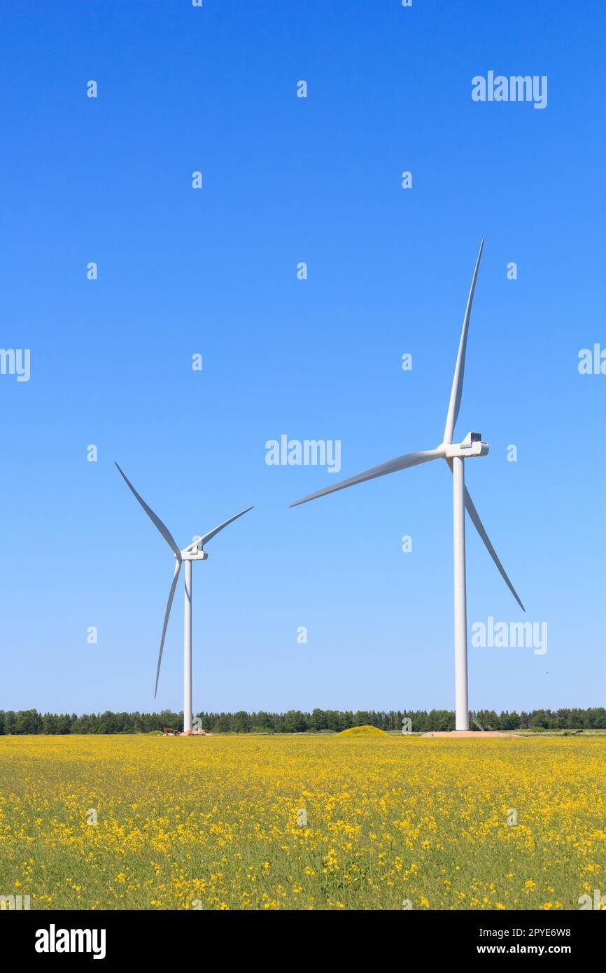 Éolienne dans un champ de fleurs jaunes de colza Banque D'Images