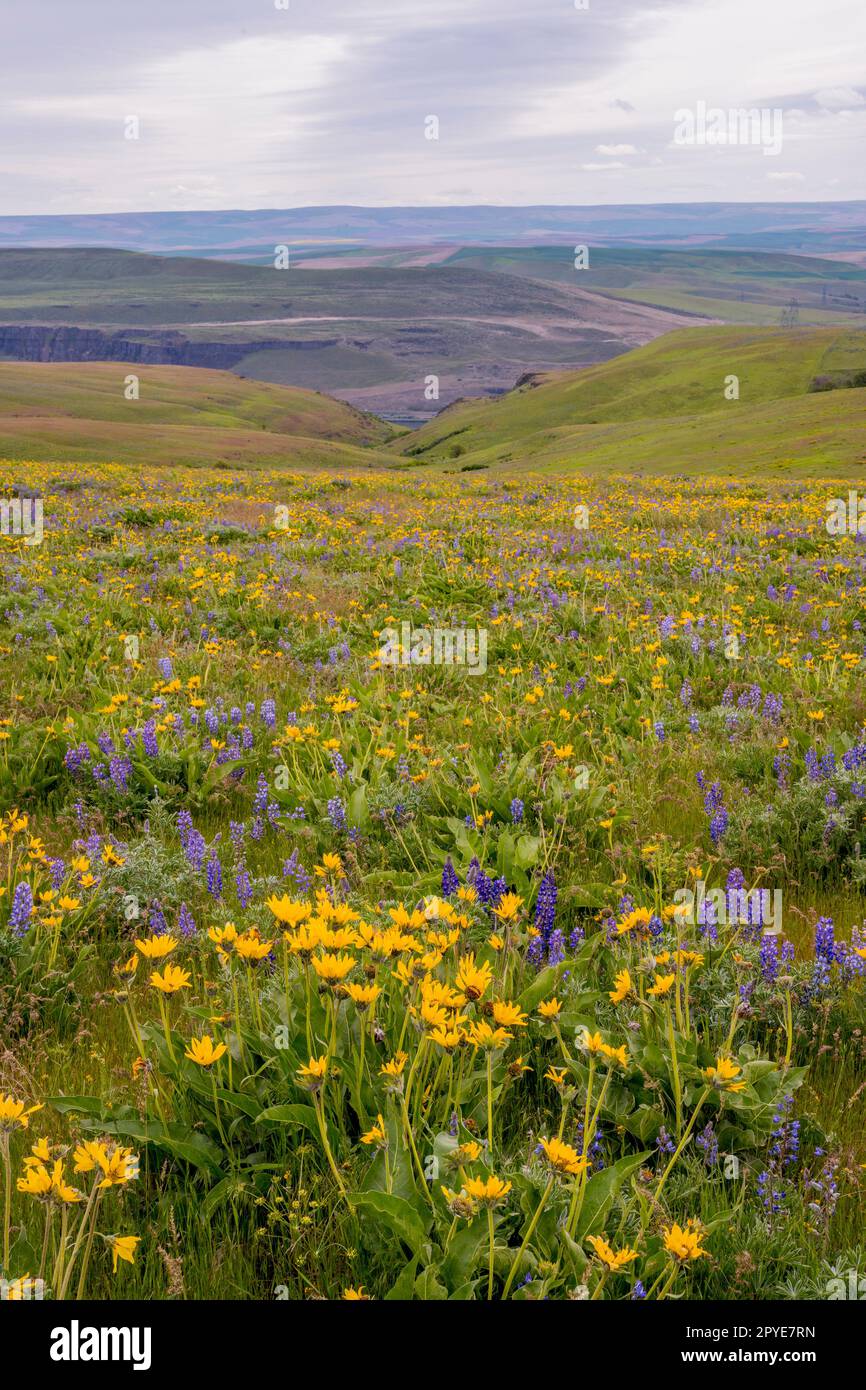 Au printemps, Balsamroot fleurit et lupins dans la réserve naturelle de Columbia Hills, comté de Klickitat, Washington, États-Unis. Banque D'Images