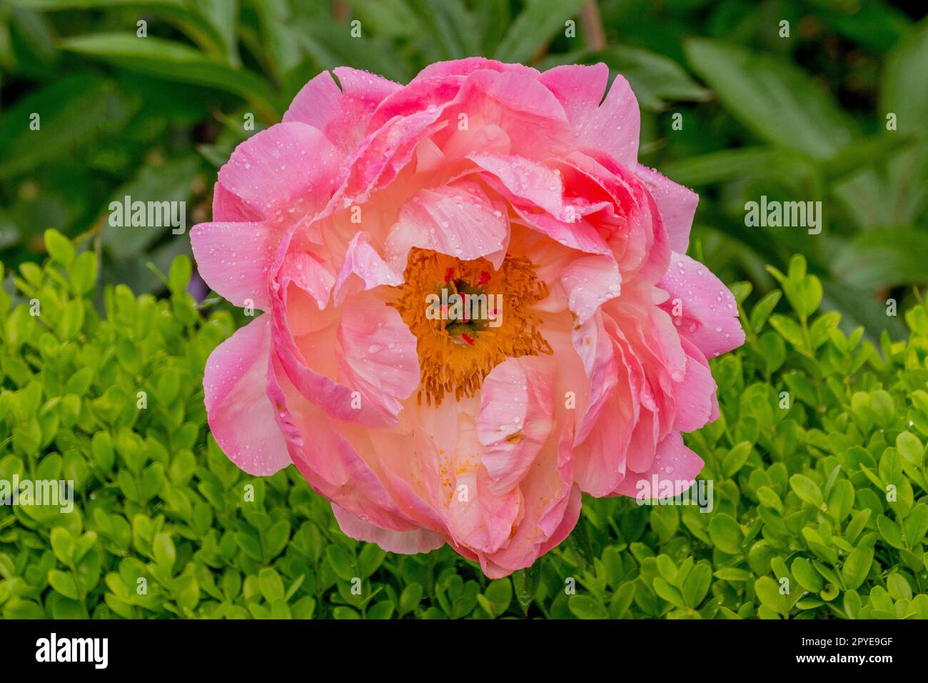 Gros plan d'une fleur de pivoine rose dans un jardin au printemps à Kirkland, État de Washington, États-Unis. Banque D'Images
