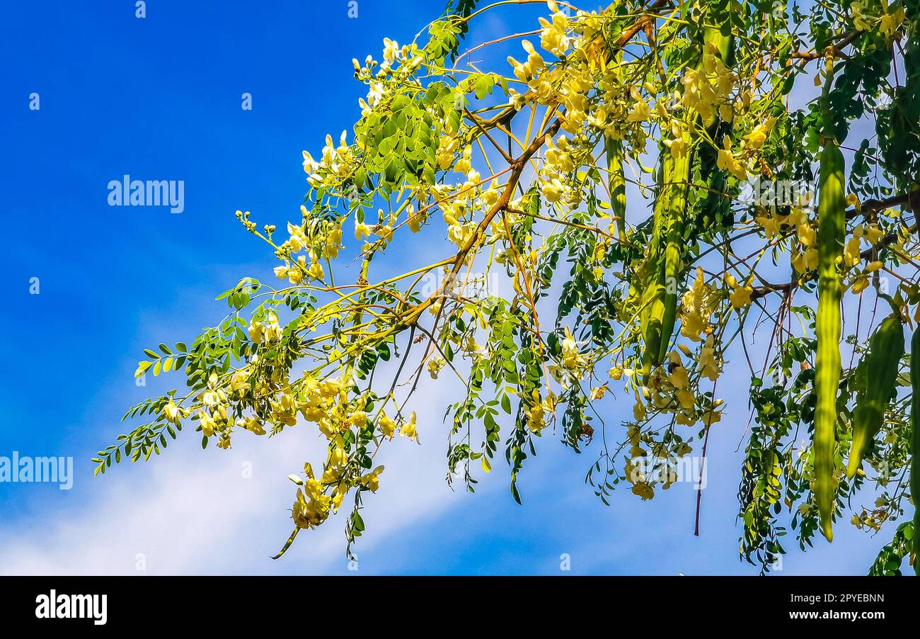 Graines de moringa sur arbre vert avec ciel bleu Mexique. Banque D'Images