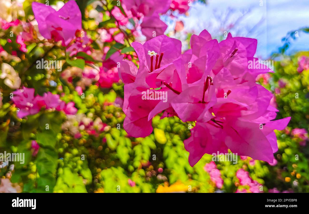 Bougainvilliers roses fleurs blanches à Puerto Escondido Mexique. Banque D'Images