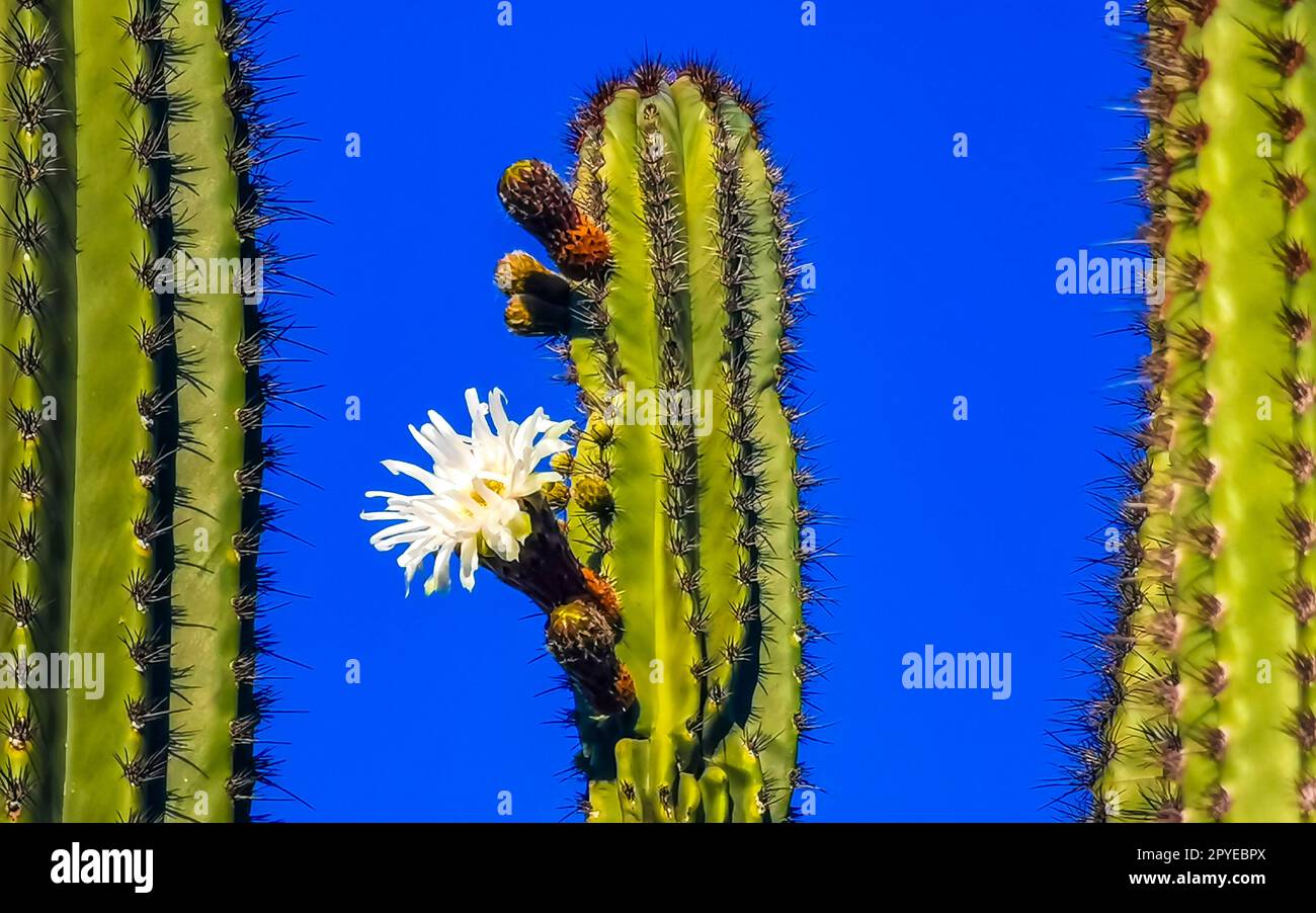 Cactus tropicaux plantes de cactus avec fleurs blanches Mexique. Banque D'Images