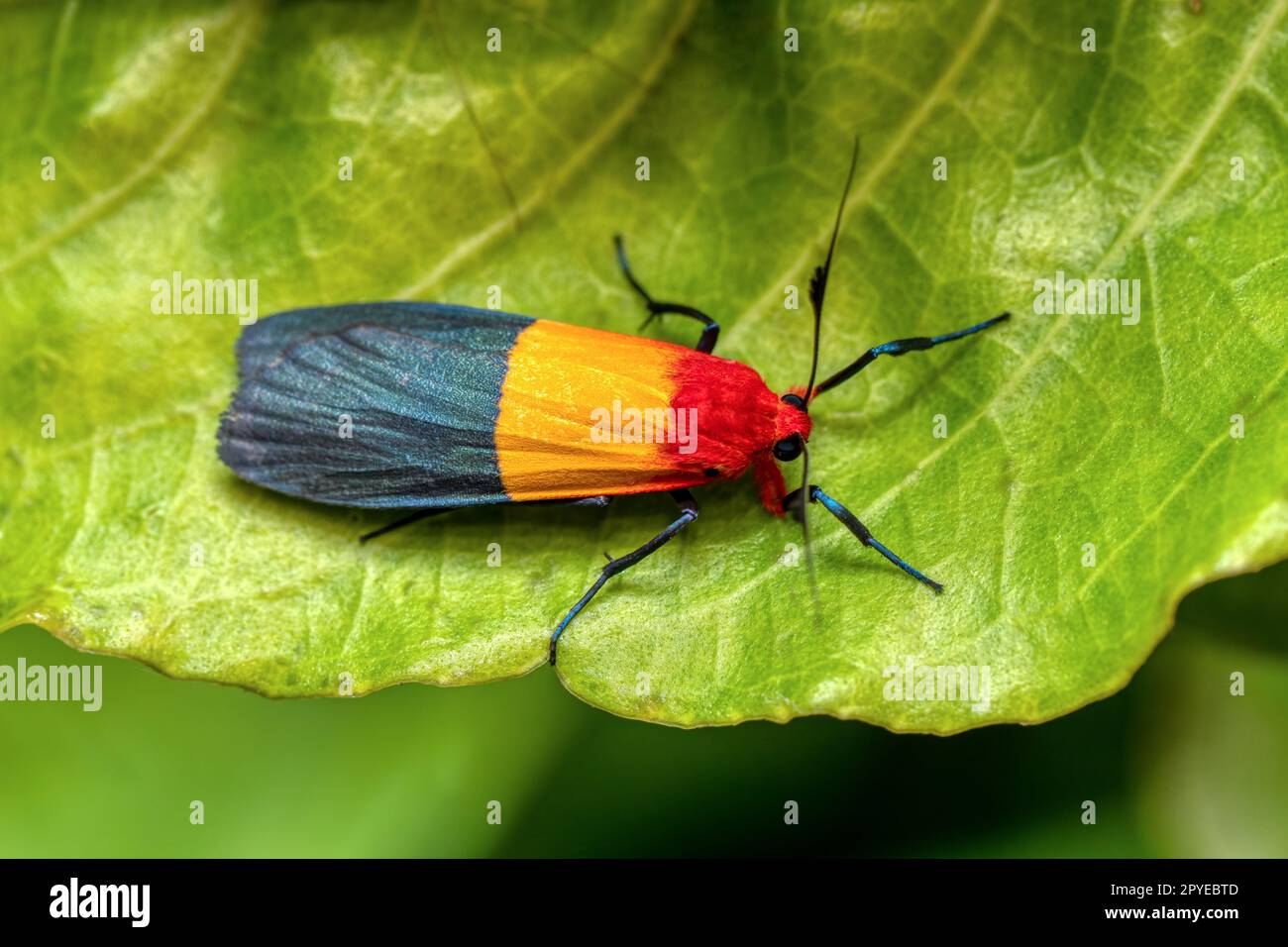 Isorropus tricolor, papillon de la sous-famille des Arctiinae, parc national de Ranomafana. Madagascar faune Banque D'Images