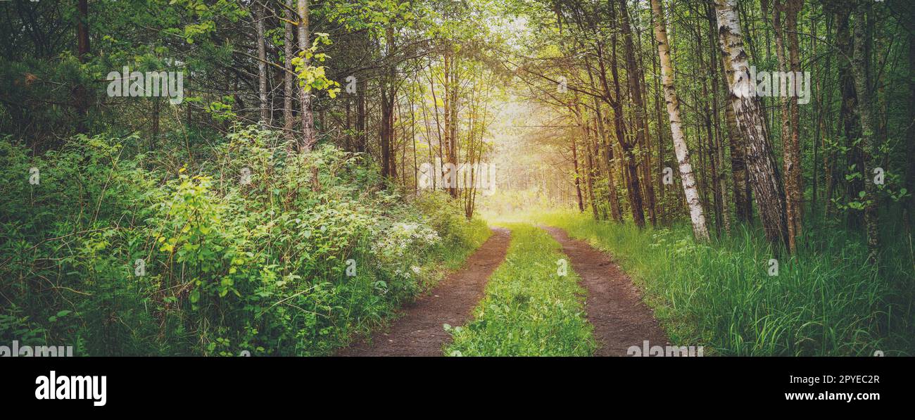 Route de campagne dans la forêt verte sauvage Banque D'Images