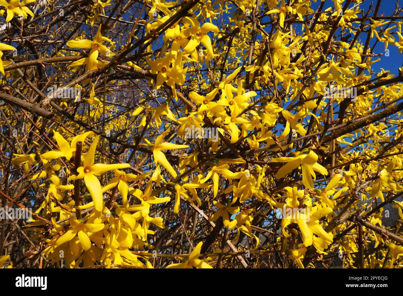 Forsythia est un genre d'arbustes et de petits arbres de la famille des oliviers. Nombreuses fleurs jaunes sur les branches et les pousses. Classe des dicotylédones ordre des Lamiaceae famille des olives Genus Forsythia Banque D'Images