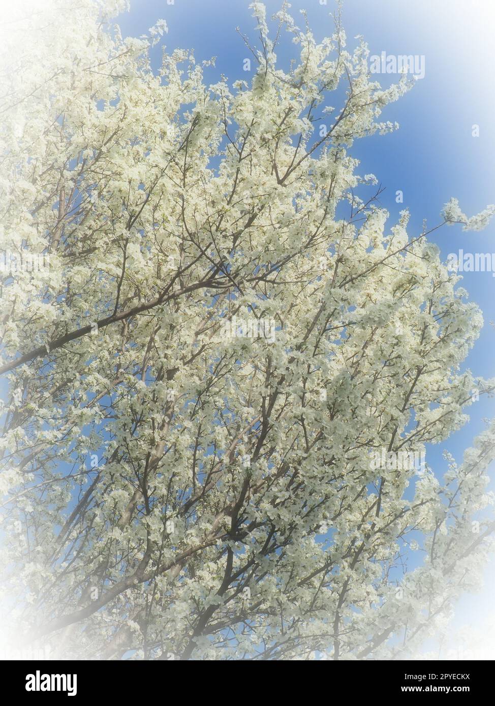 Floraison de cerises, cerises douces et cerises d'oiseaux. De nombreuses belles fleurs blanches parfumées sur l'arbre. Les fleurs de printemps sont collectées dans des brosses tombantes. Mise au point floue. Vignettage blanc. Banque D'Images