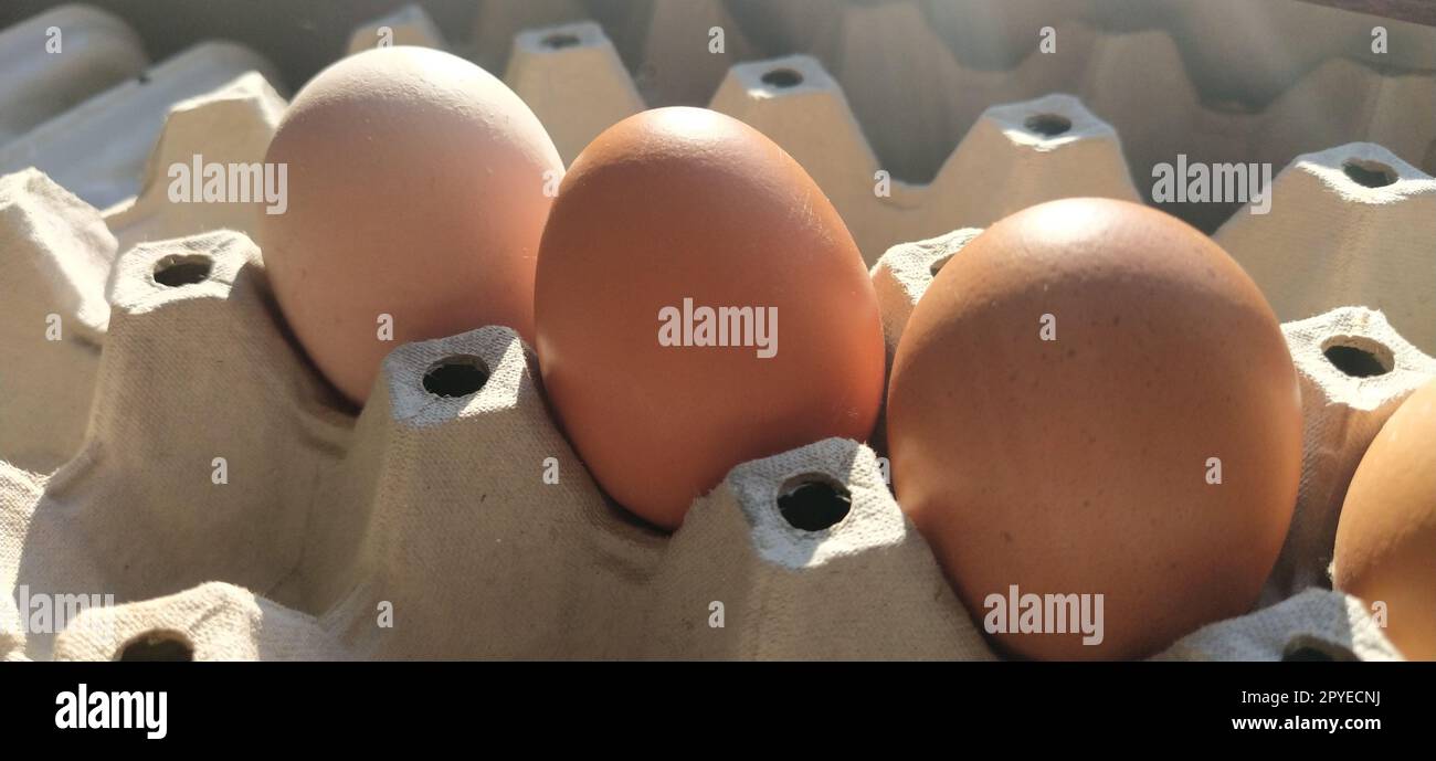 Oeufs de poule dans un carton. Oeufs beiges dans un récipient lorsqu'il est éclairé par la lumière du soleil printanière. Ingrédients. Produits agricoles. Nourriture agricole. Nutrition protéique appropriée. Emballage recyclé.concept de démographie. Banque D'Images