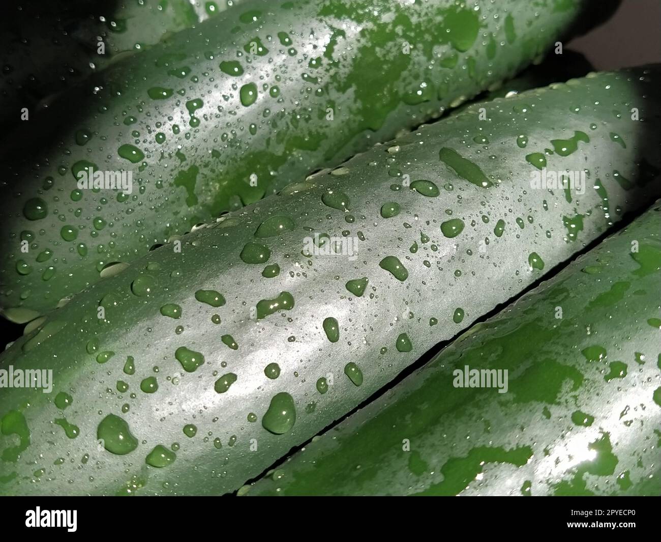 Concombres mouillés. Lavez soigneusement les légumes avec de l'eau. Prévention des maladies infectieuses. Gros plan sur les légumes verts. Végétarisme. Vitamine. Régime végétal. Des gouttes d'eau brillent au soleil Banque D'Images