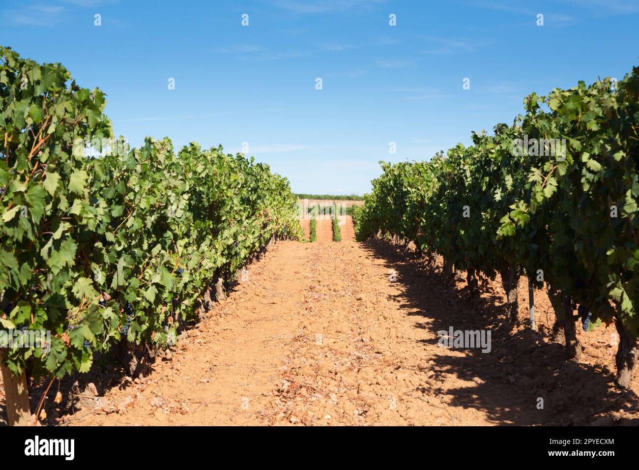 Paysage viticole de la région viticole de Duero, Espagne Banque D'Images