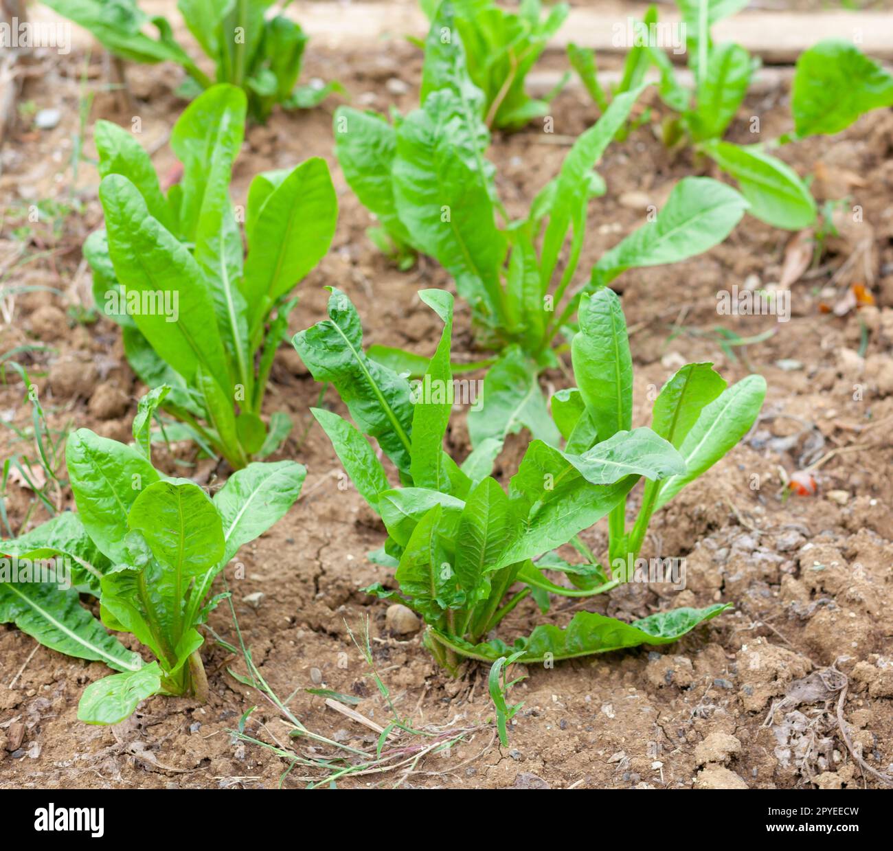 Culture biologique de la betterave dans un petit potager. Banque D'Images