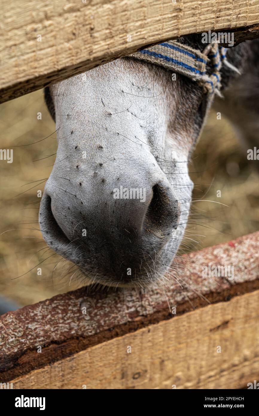 Nez d'un cheval à travers la clôture en bois Banque D'Images