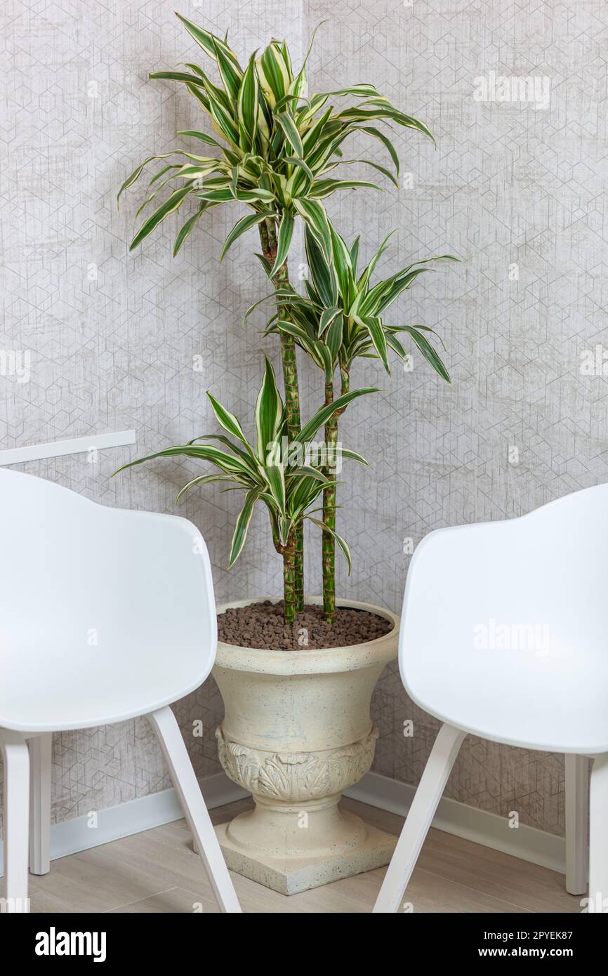 Chlorophytum comosum dans un pot décoratif Banque D'Images