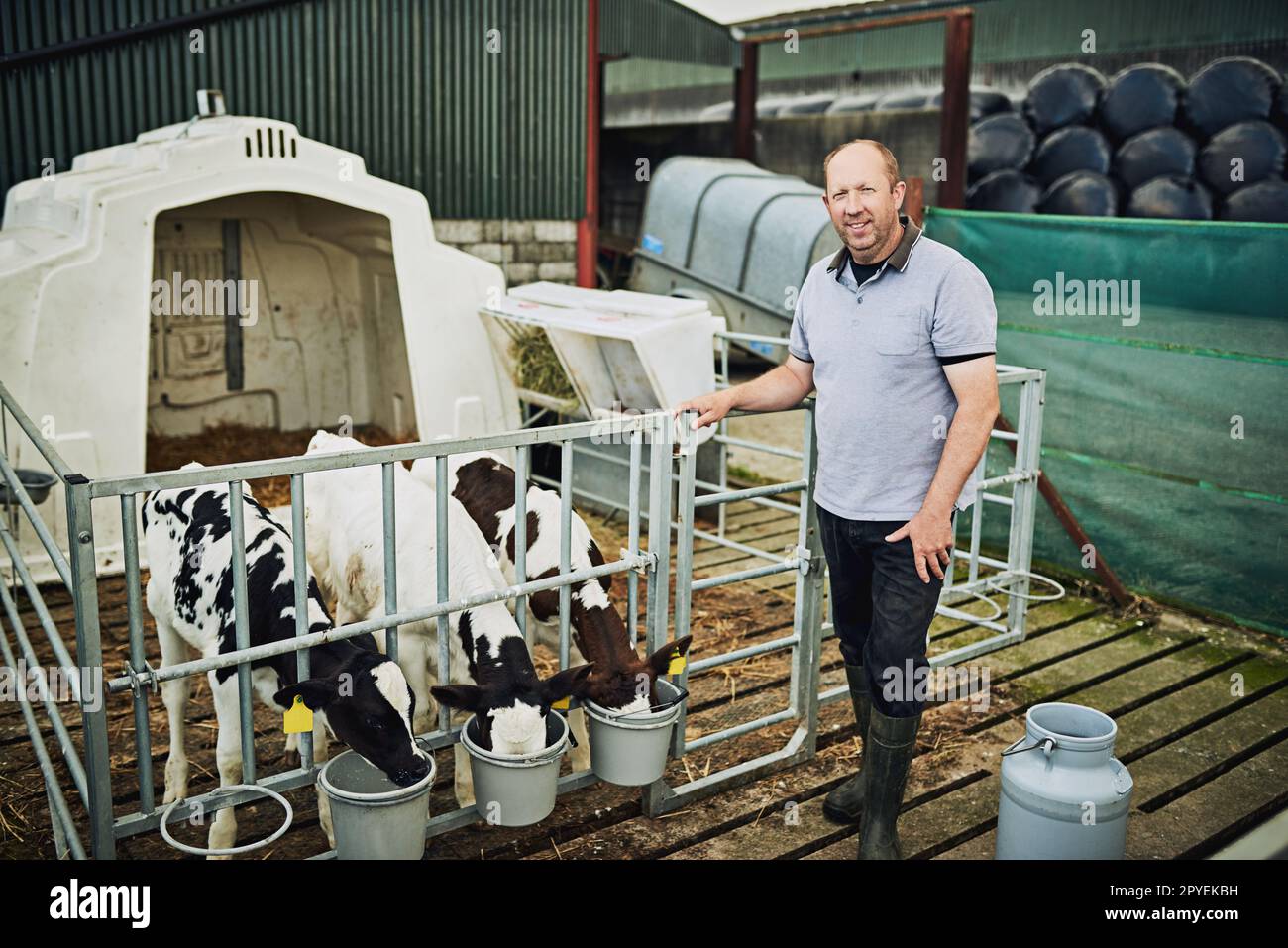 Seulement le meilleur pour mes veaux. Portrait en longueur d'un agriculteur mâle alimentant les veaux de sa ferme laitière. Banque D'Images