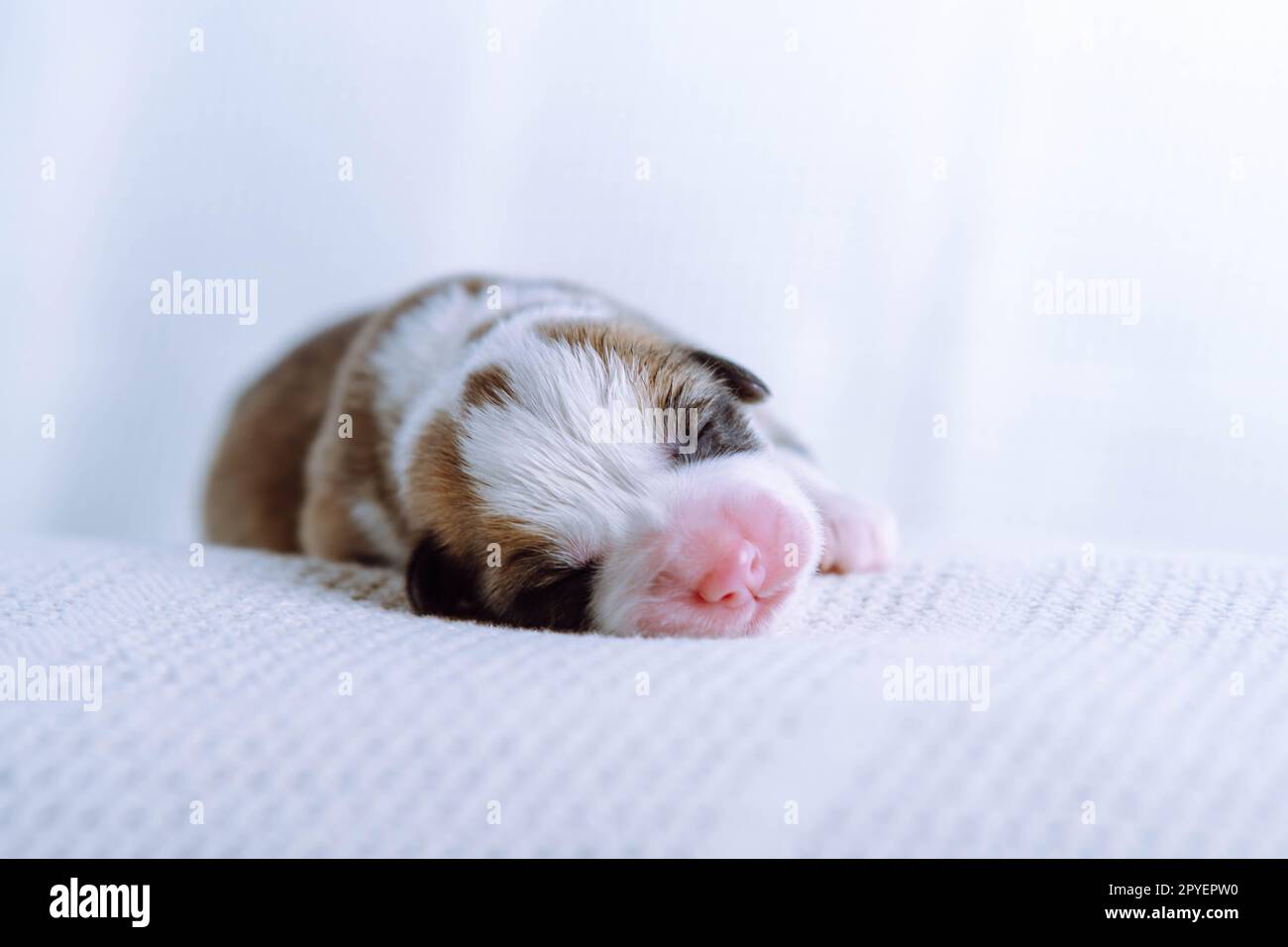 Gros plan mignon, calme et endormi chien chiot gallois corgi tricolore allongé sur une couverture douce blanche. Traitement et contrôle VET, soins Banque D'Images