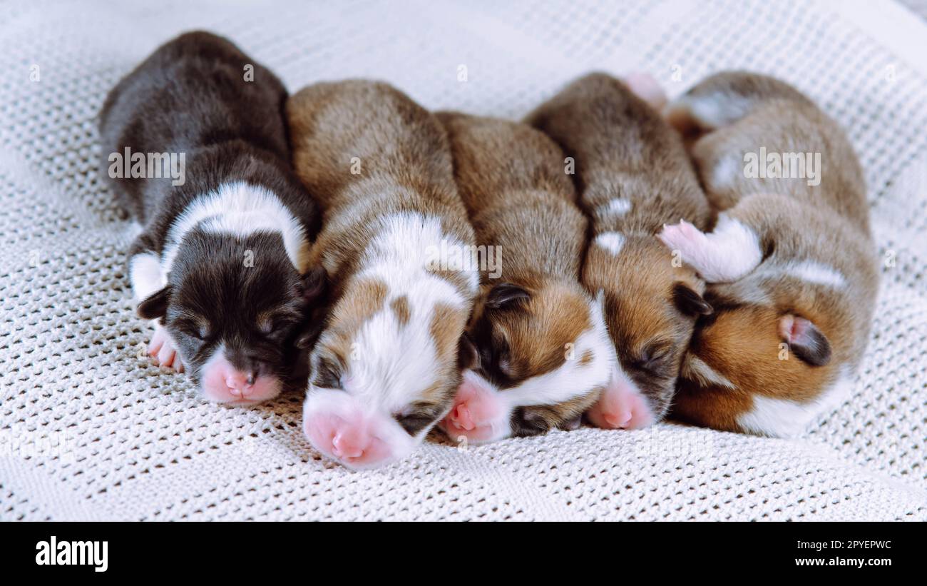 Mignon cinq multicolores aveugles snoozing welsh corgi chiots chiens dormant ensemble sur une couverture blanche douce dans la rangée. Nouveau-nés Banque D'Images