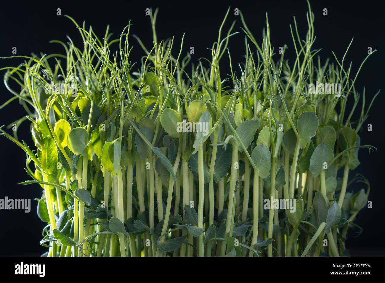 Culture domestique de Microgreens. Pousses micro-vertes denses fraîches sur le mur noir closeup. Tiges cultivées avec des feuilles vertes. Banque D'Images