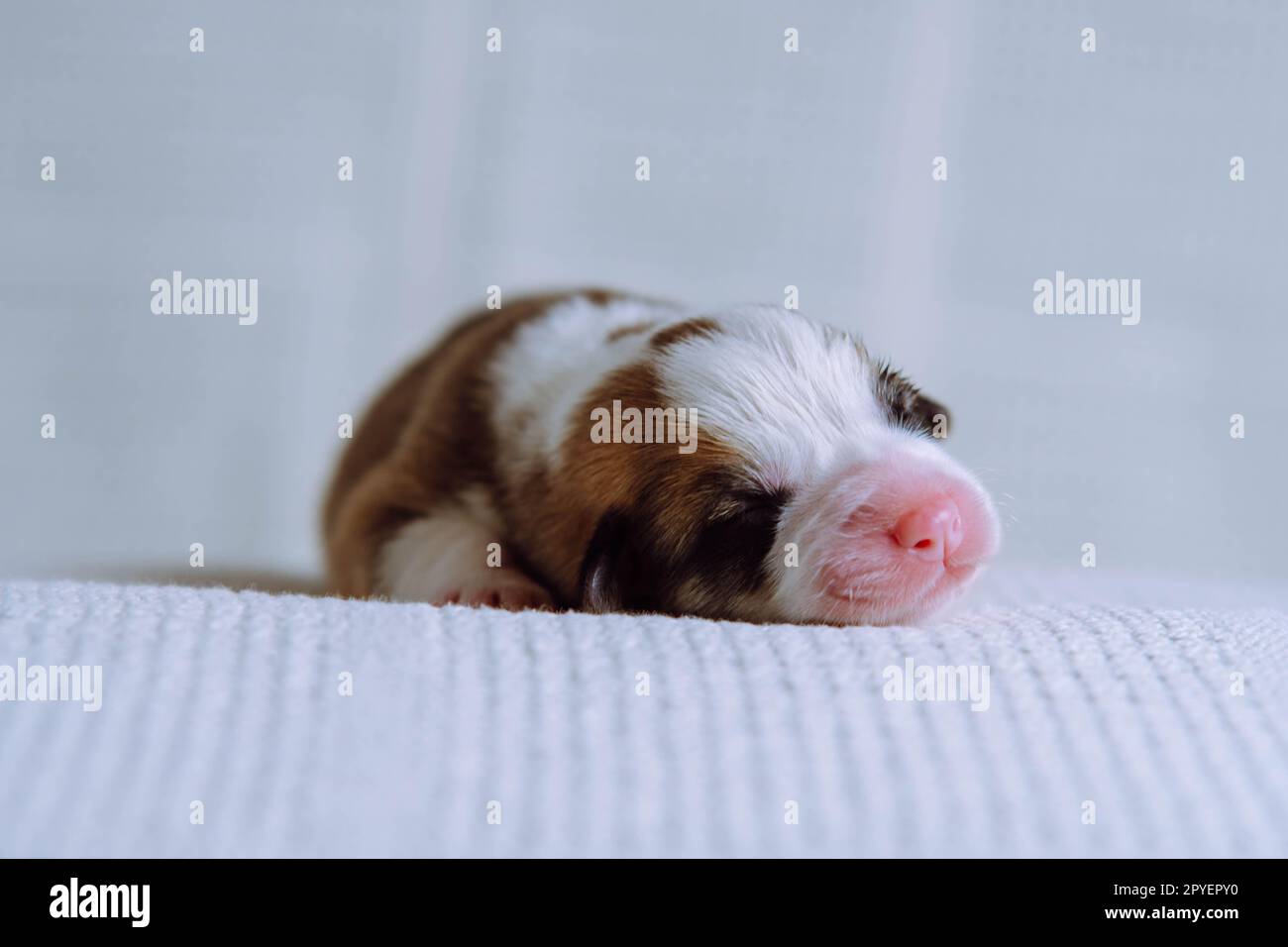 Gros plan adorable chiot corgi gallois tricolore endormi couché sur une couverture blanche douce. Doux rêves et détente après le repas Banque D'Images