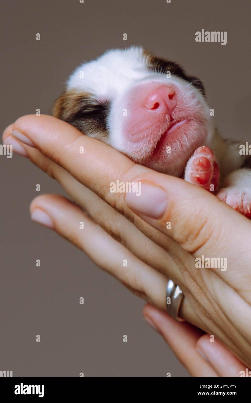 Vertical gros plan minuscule chiot nouveau-né de chien corgi gallois dormir sur les mains de femme recadrées sur fond de studio gris. 2 jours Banque D'Images