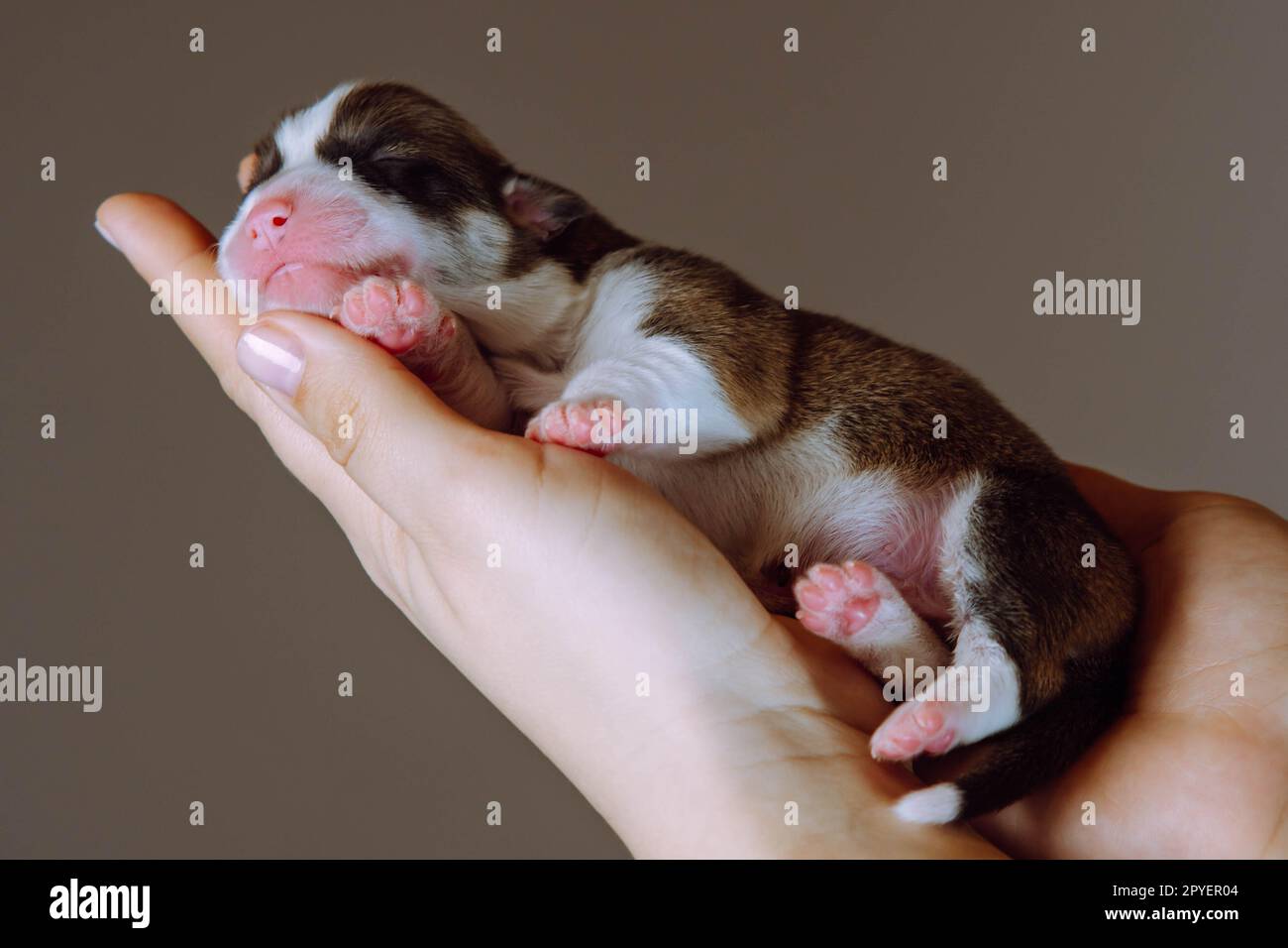 Mains femelles tenant soigneusement chiot de chien de corgi gallois sur fond de studio brun. Traitement vétérinaire, soins de santé Banque D'Images