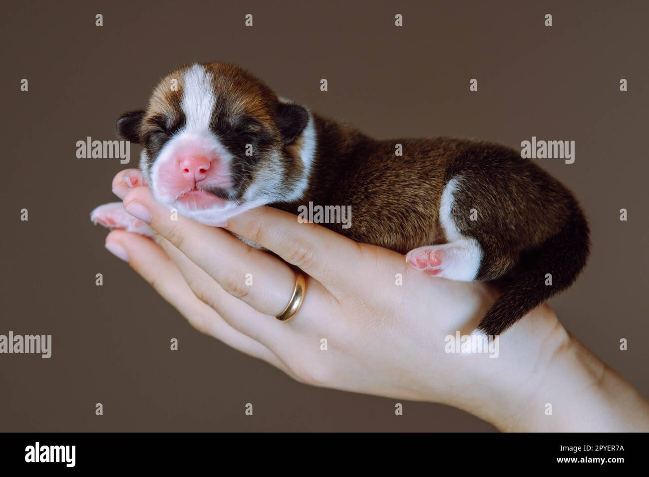 Gros plan main humaine méconnaissable avec anneau portant soigneusement, montrant petit chiot de chien corgi gallois. Élevage de chiens. Banque D'Images