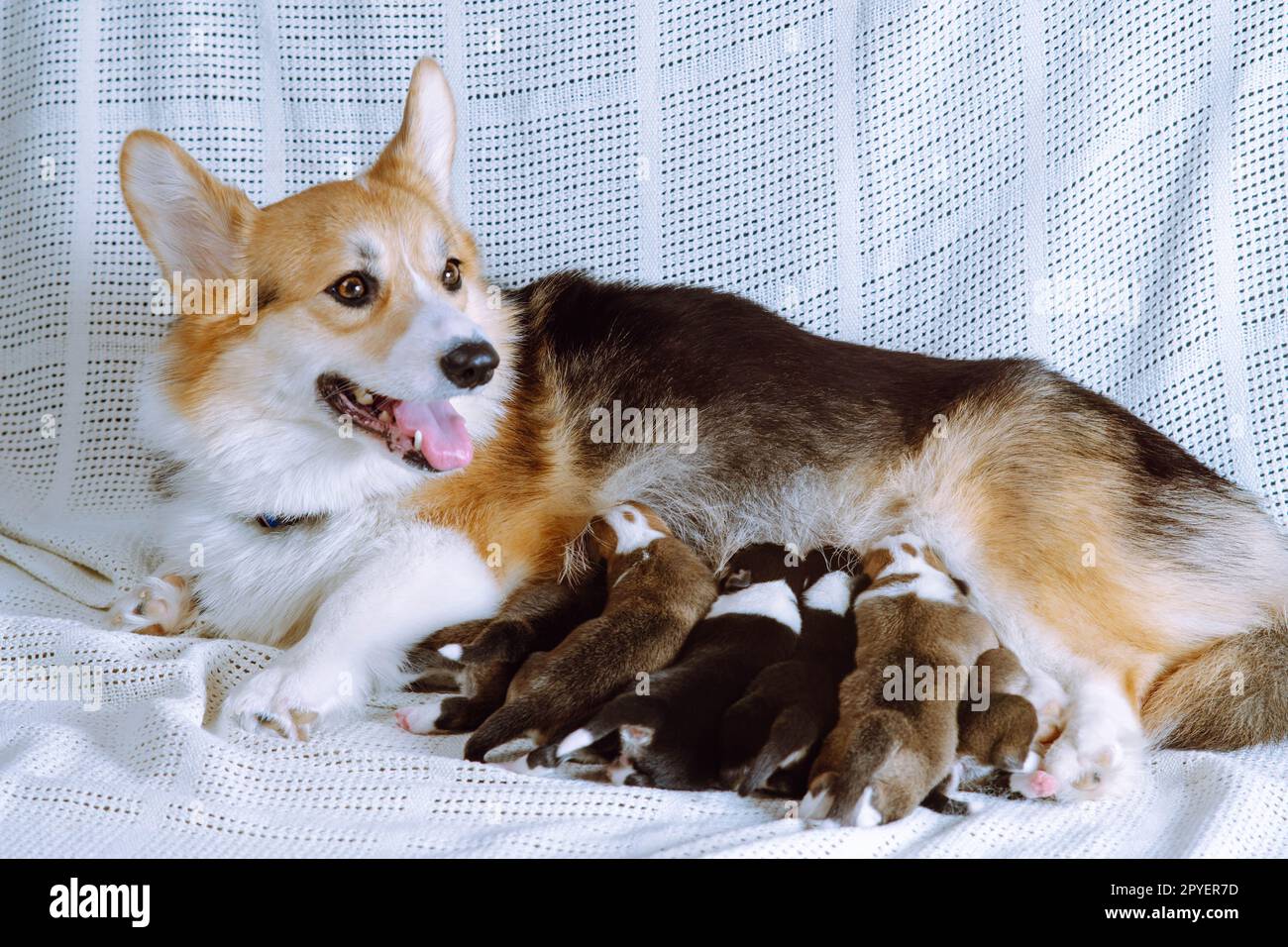 Mignon chien corgi gallois tricolore aux cheveux rouges allaitant de petits chiots avec du lait, allongé sur une couverture blanche. Soins et amour Banque D'Images