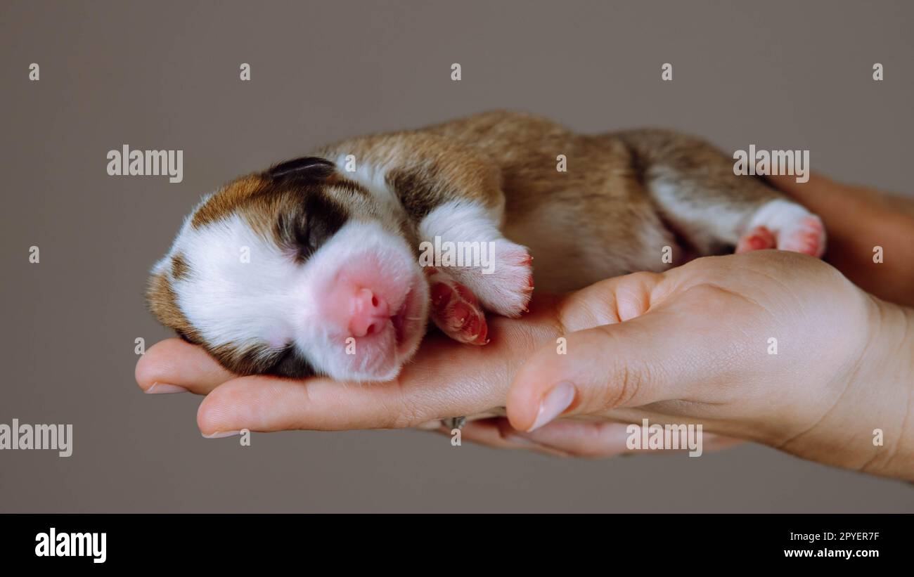 Petit chiot chien corgi gallois dormant sur des mains humaines méconnaissables sur fond de studio gris. Vet Hands, traitement pour animaux de compagnie Banque D'Images