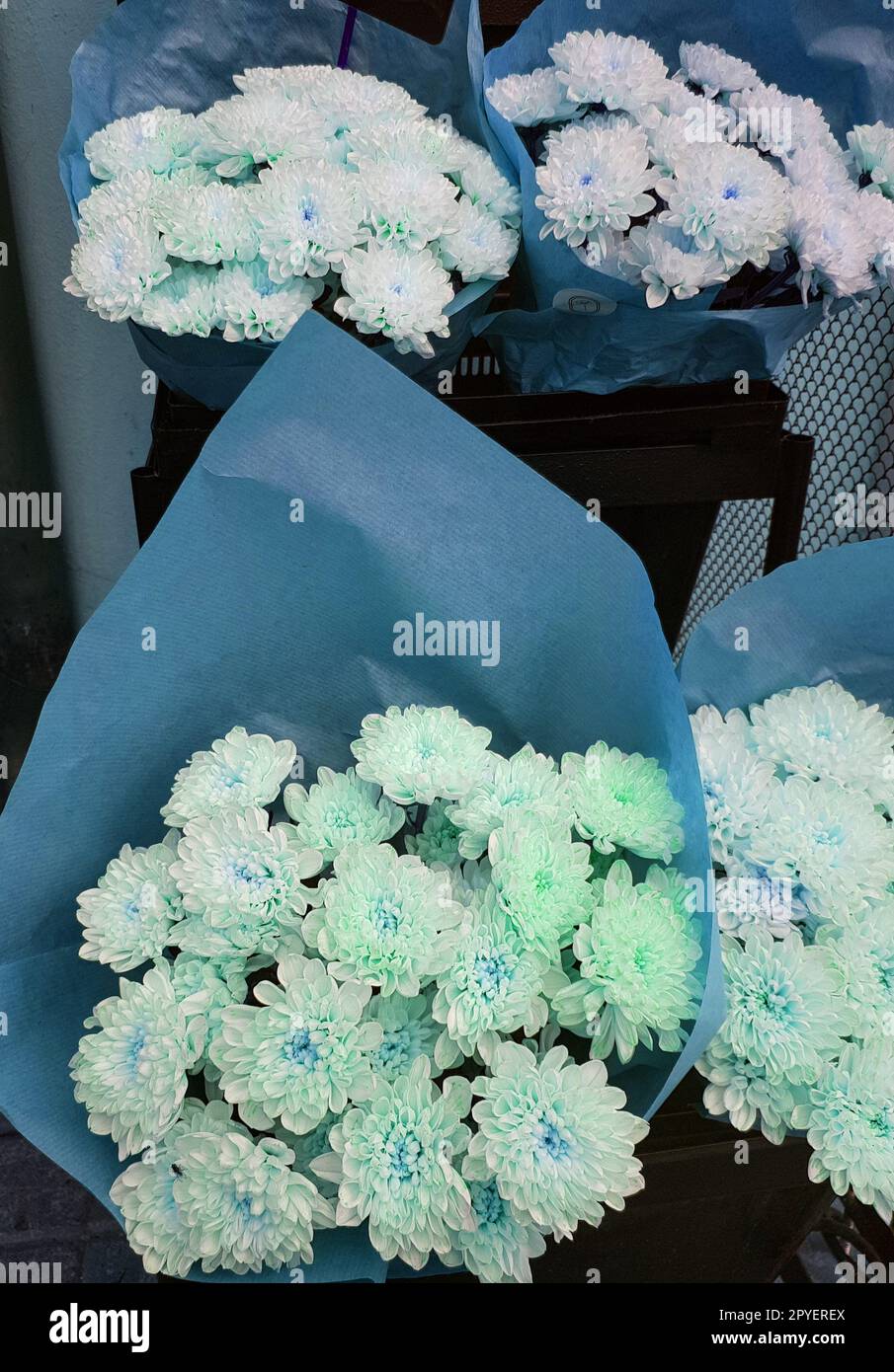 Teinte bleue de beaux bouquets cadeaux de chrysanthèmes en papier kraft, sur le comptoir d'une boutique de fleurs, verticale Banque D'Images