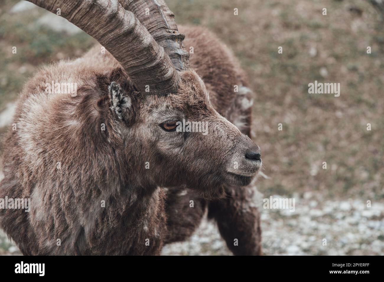 Troupeau d'ibexes dans la haute vallée de Gesso, Cuneo (Piémont, Italie) Banque D'Images