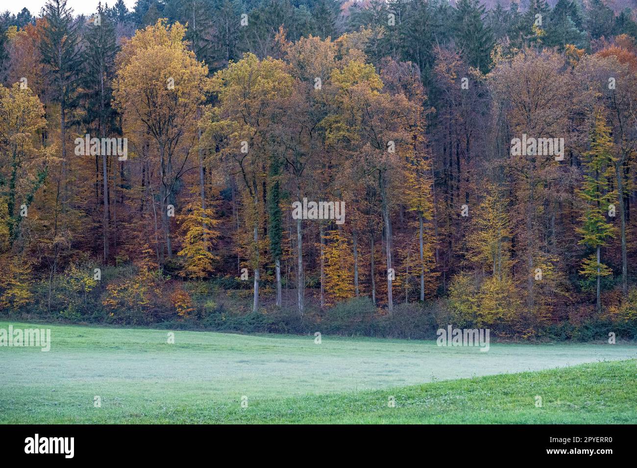 Prairie verte à proximité de la forêt colorée et du ciel gris Banque D'Images