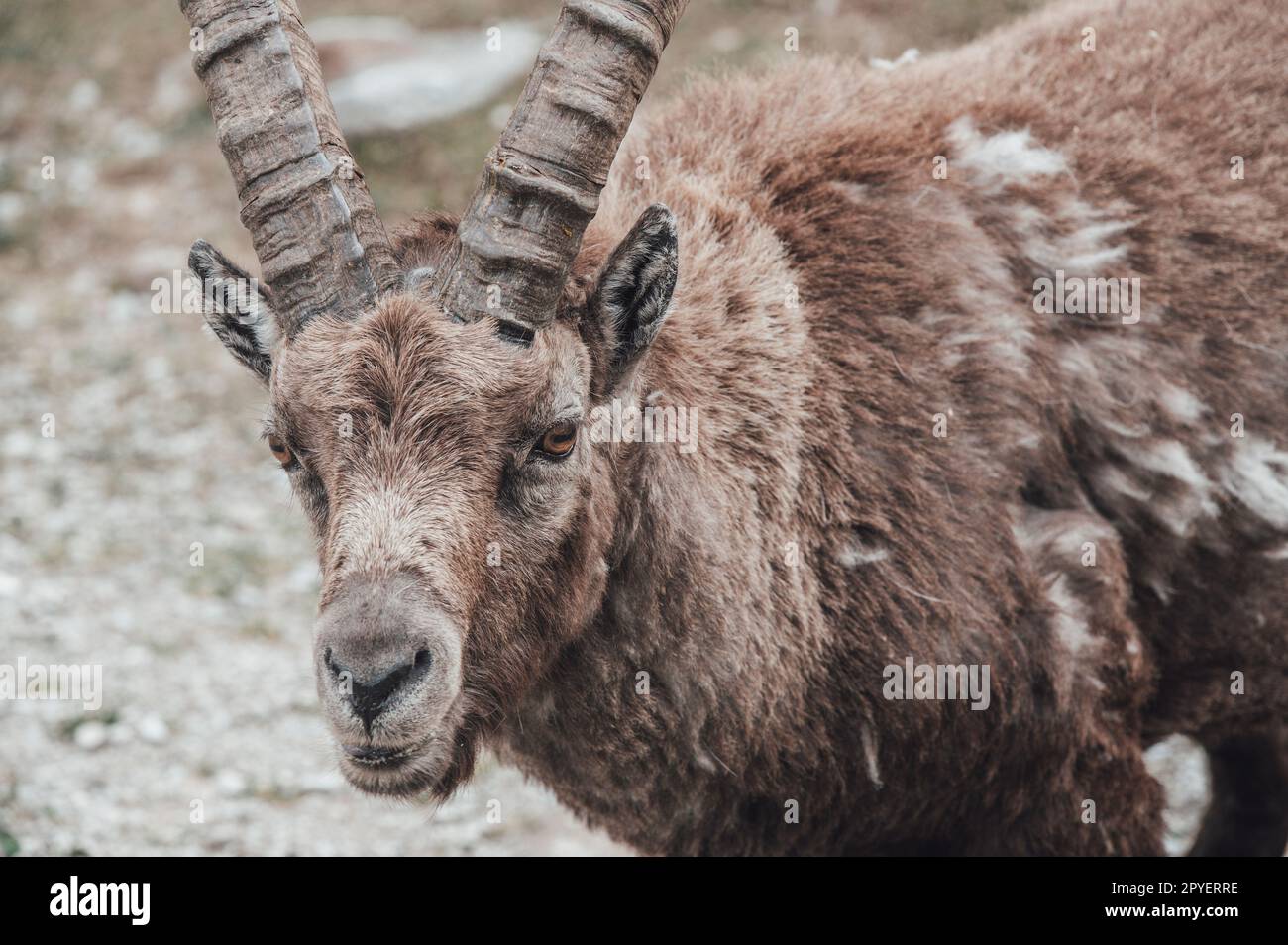 Troupeau d'ibexes dans la haute vallée de Gesso, Cuneo (Piémont, Italie) Banque D'Images